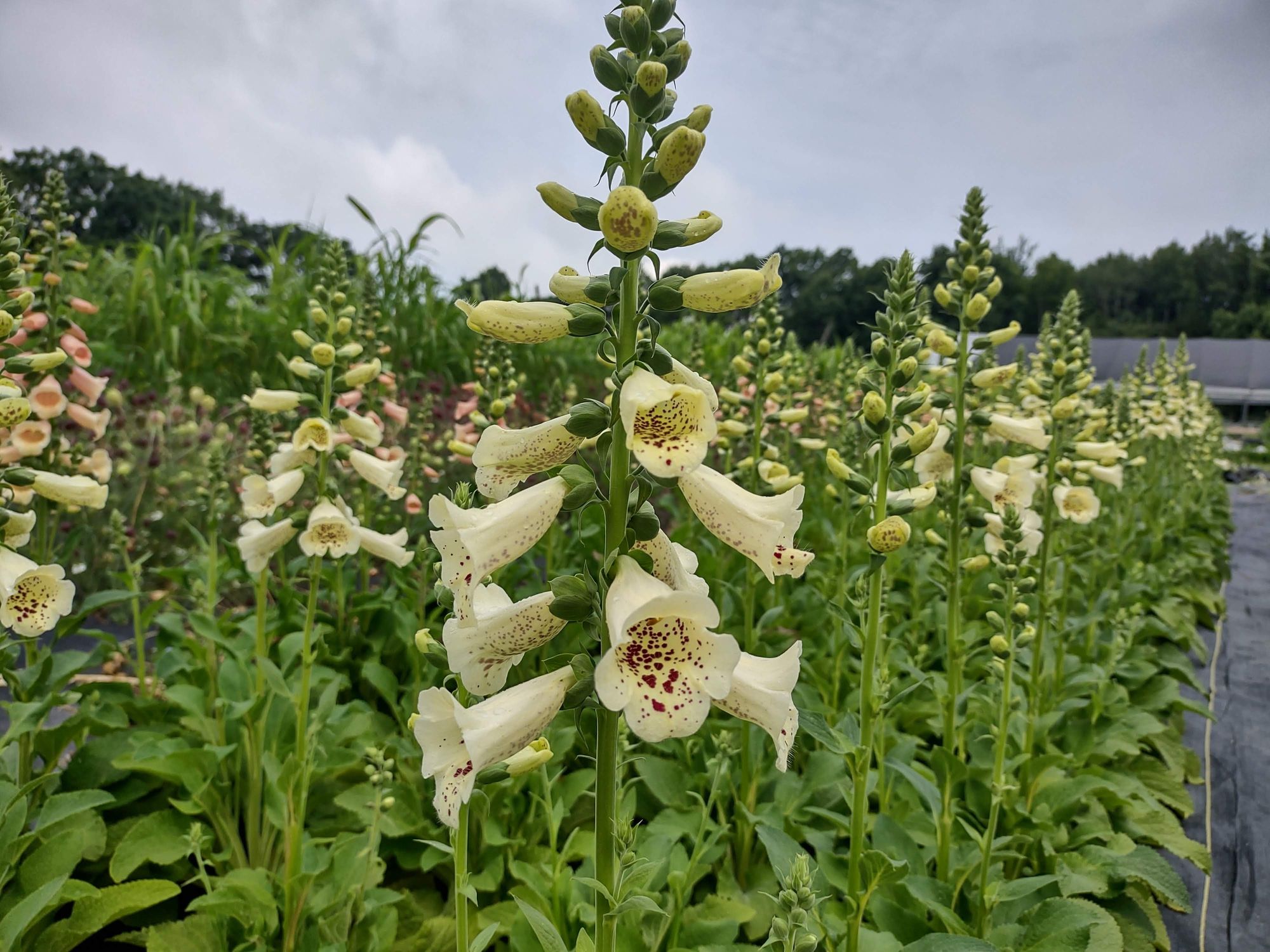 DIGITALIS purpurea Camelot
