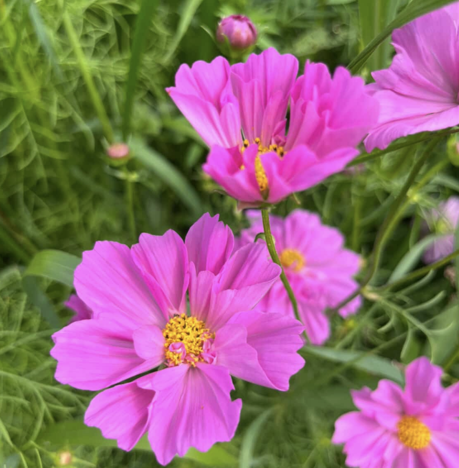 COSMOS bipinnatus Double Click Rose Bon Bon