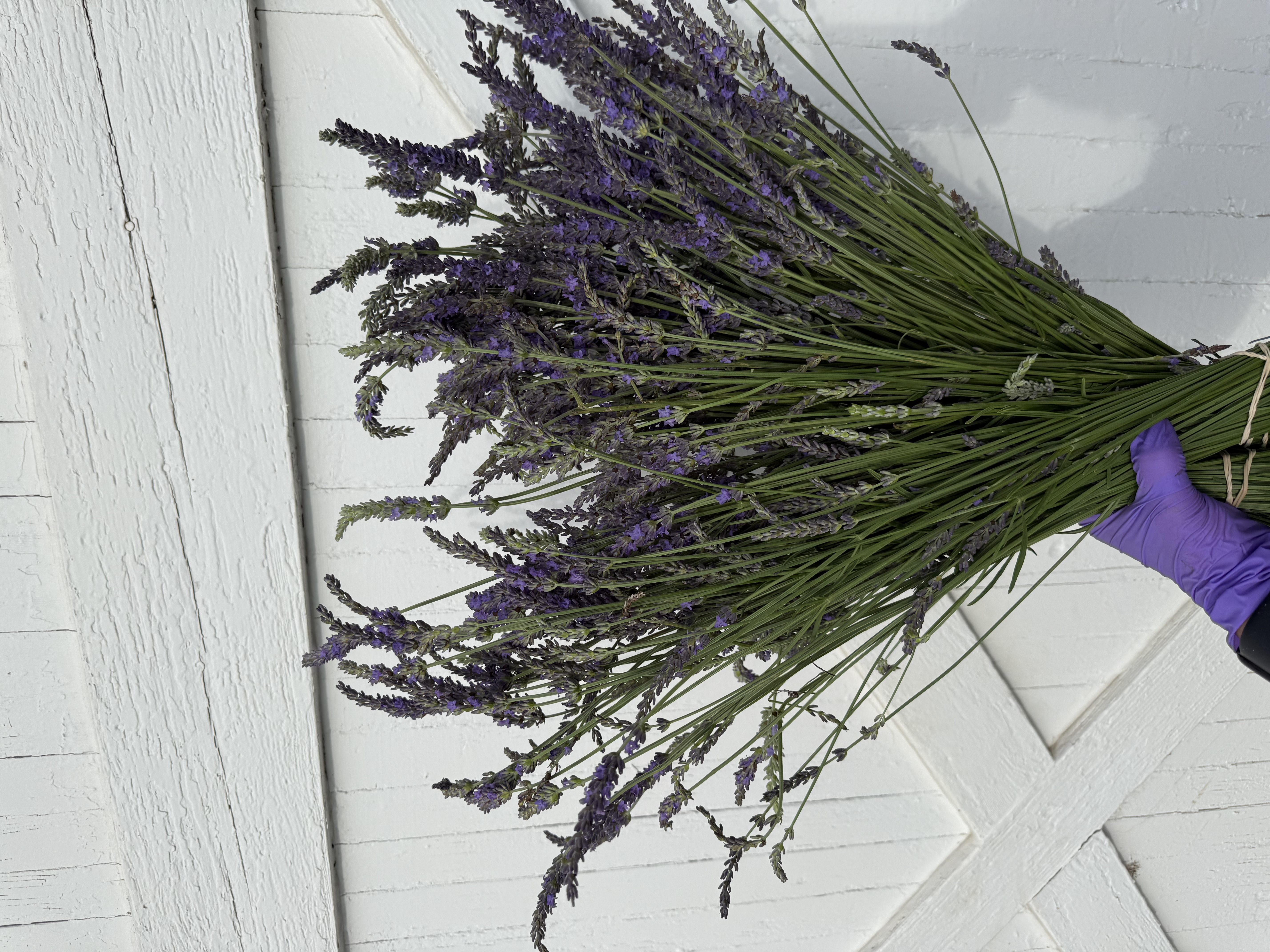 LAVANDULA