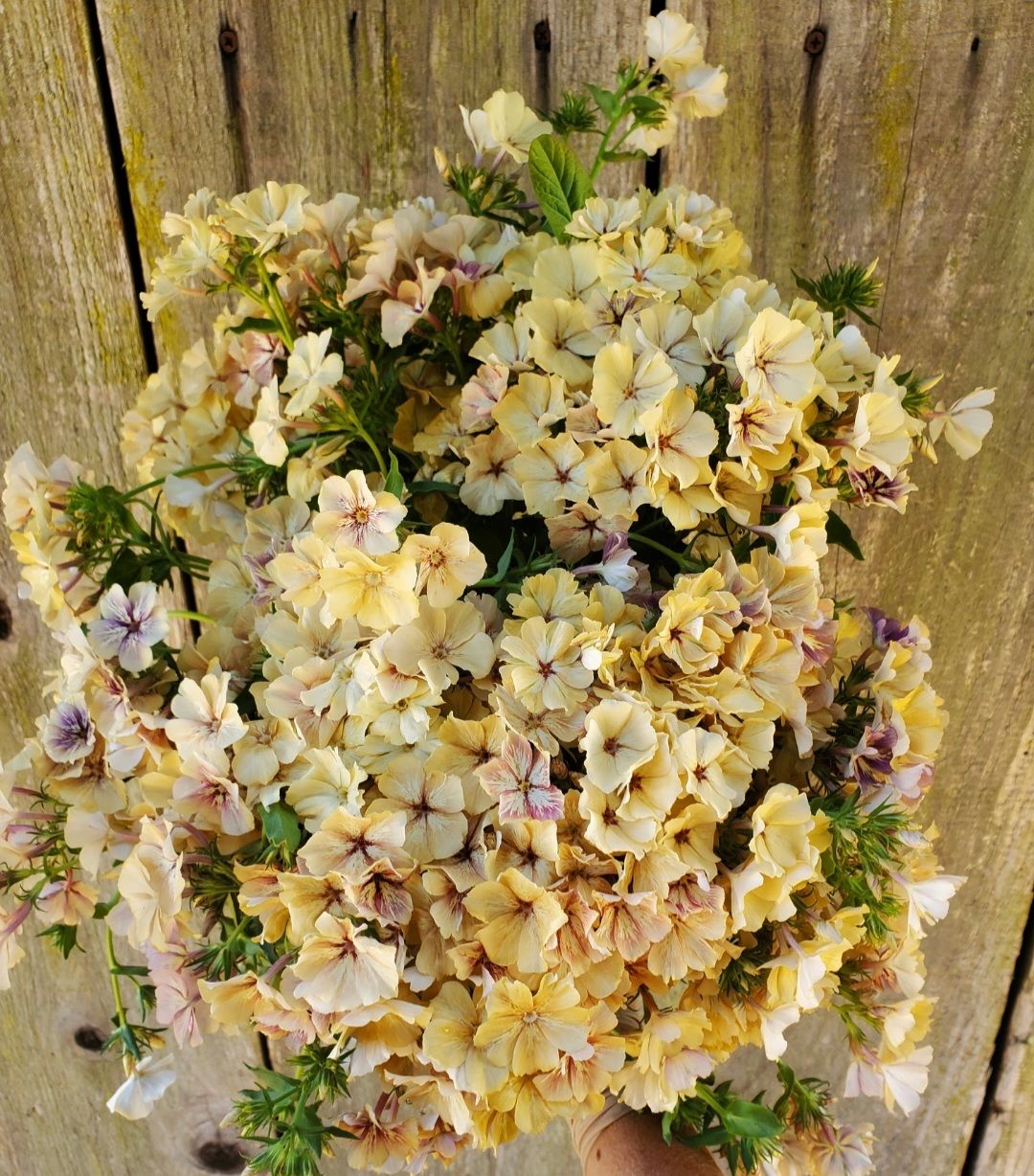 PHLOX drummondii Creme Brulee