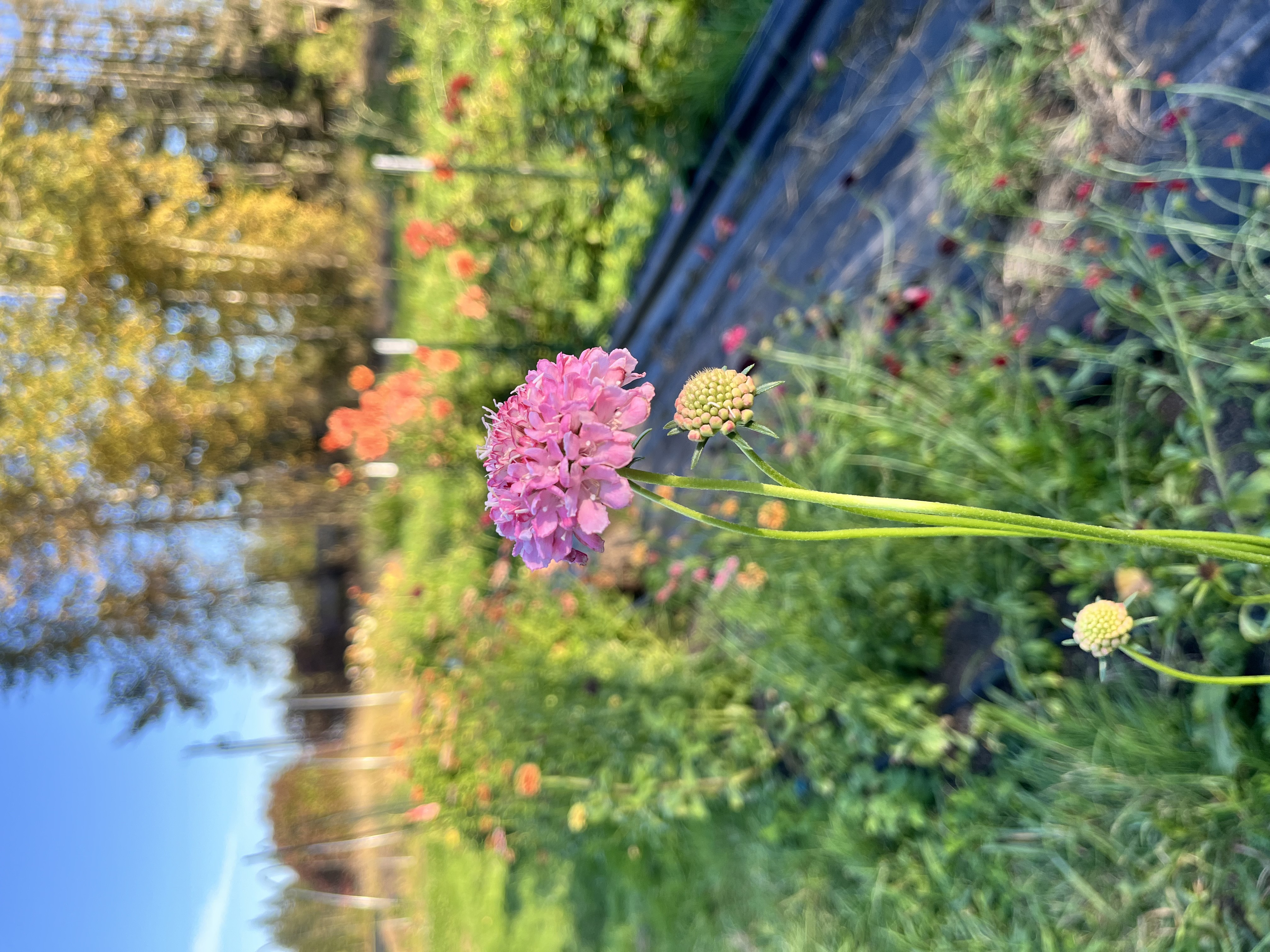 SCABIOSA