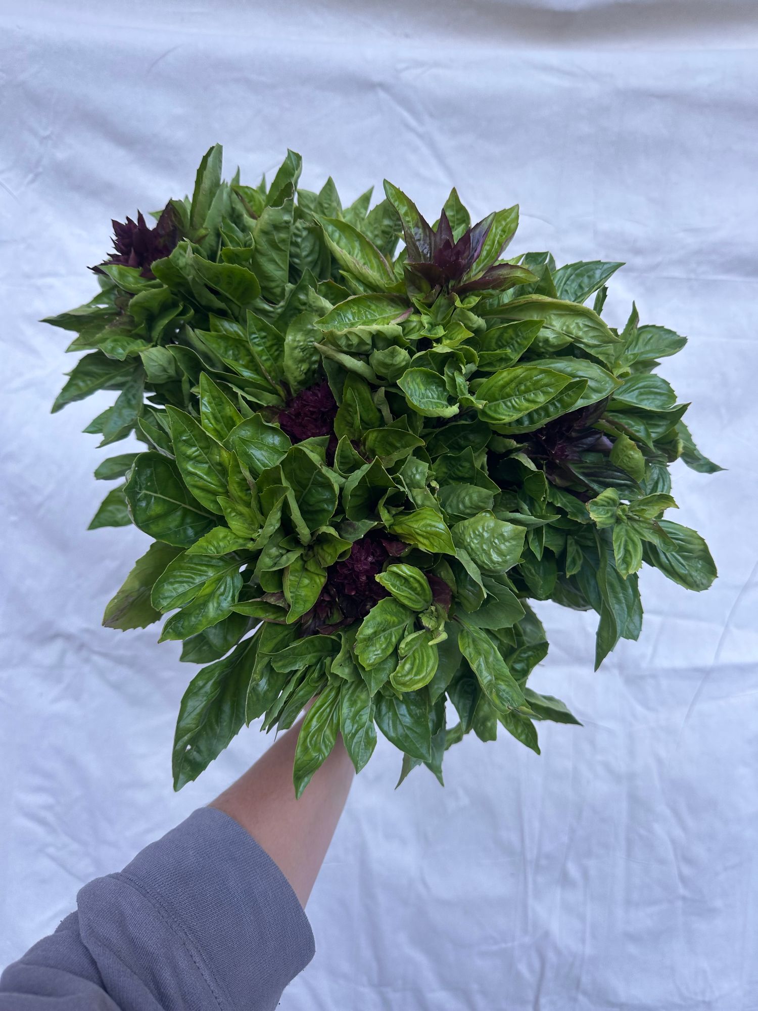 OCIMUM basilicum Cardinal