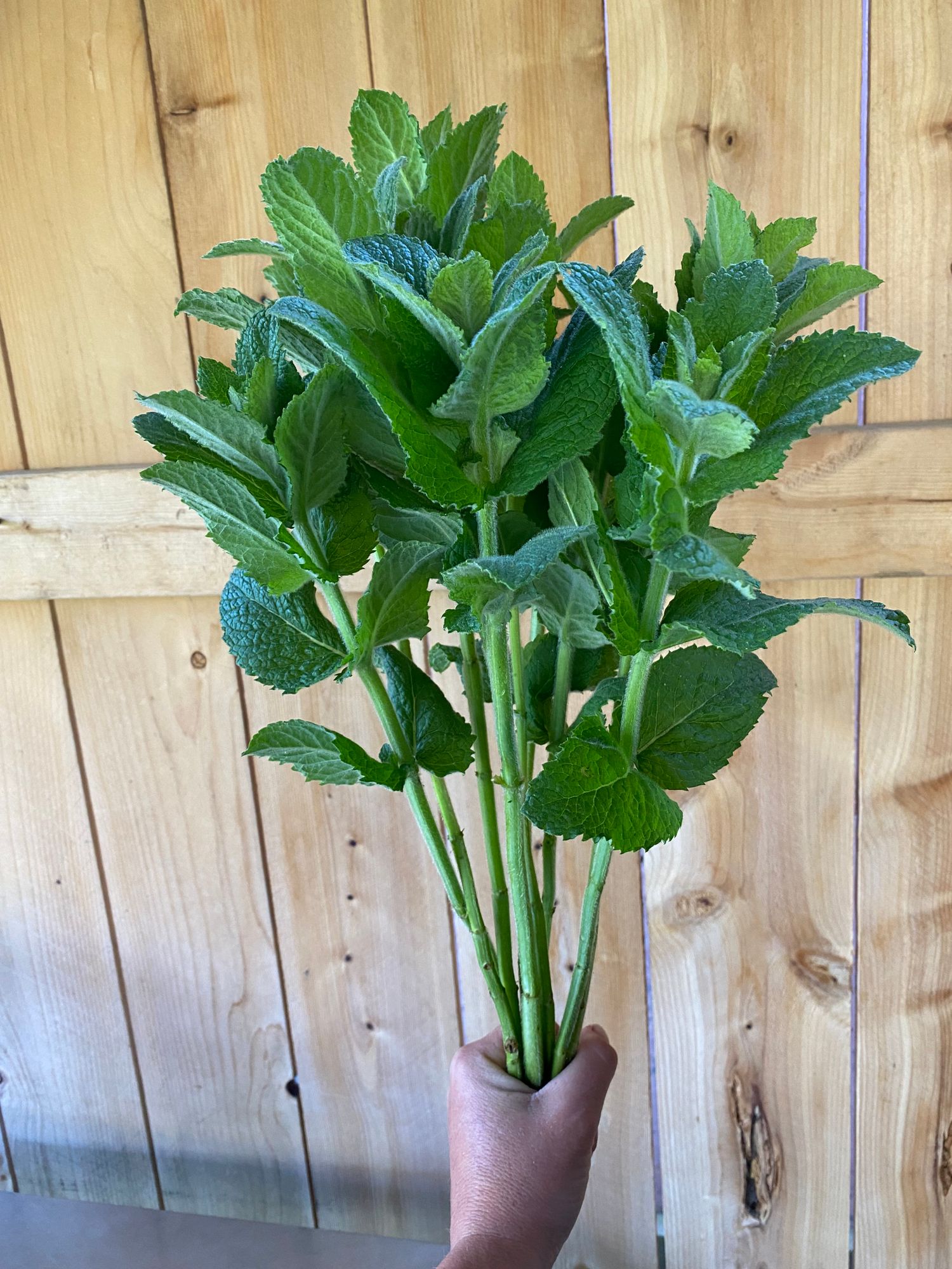 MENTHA suaveolens