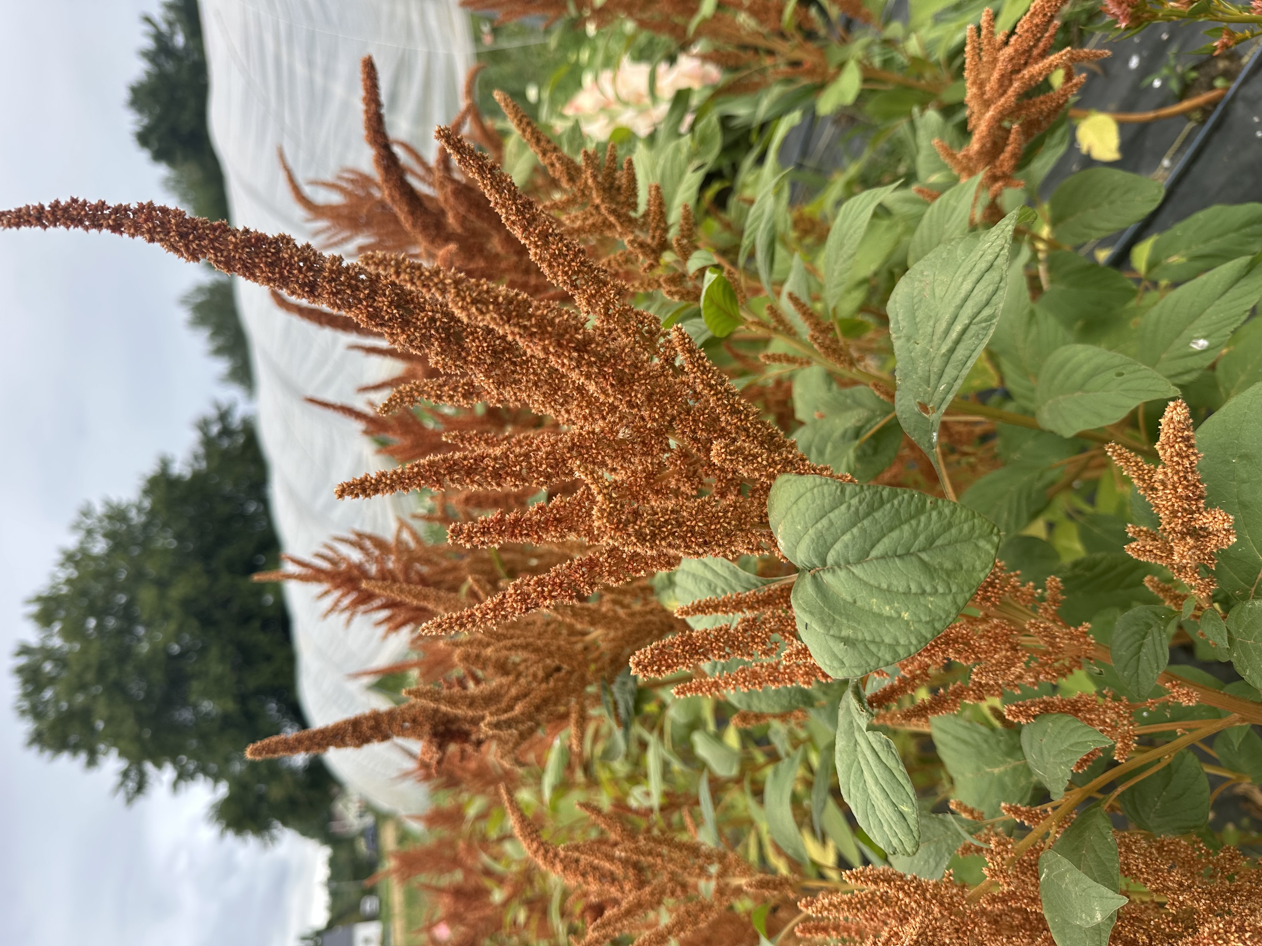 AMARANTHUS cruentus Hot Biscuits
