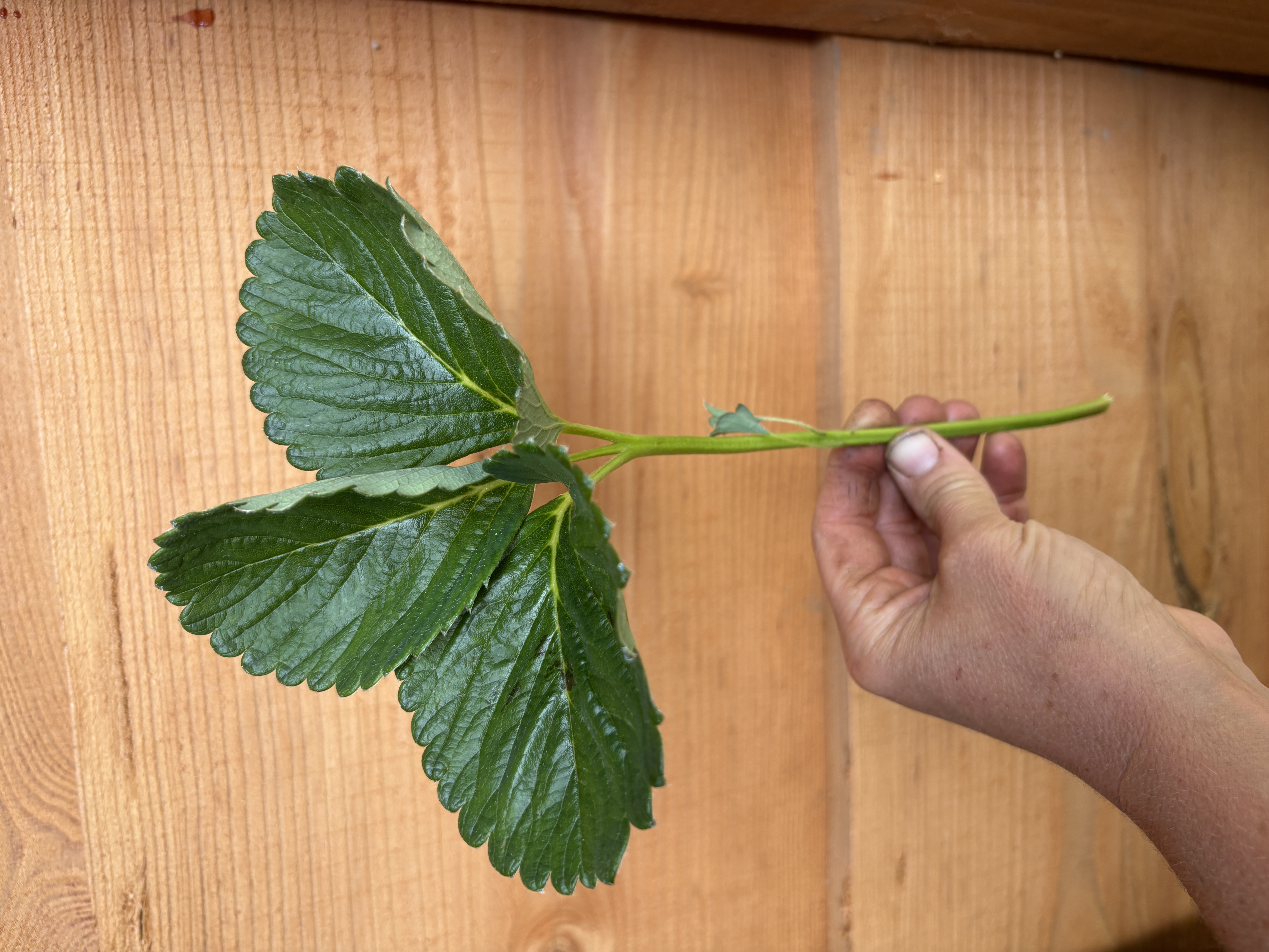 FRAGARIA x ananassa