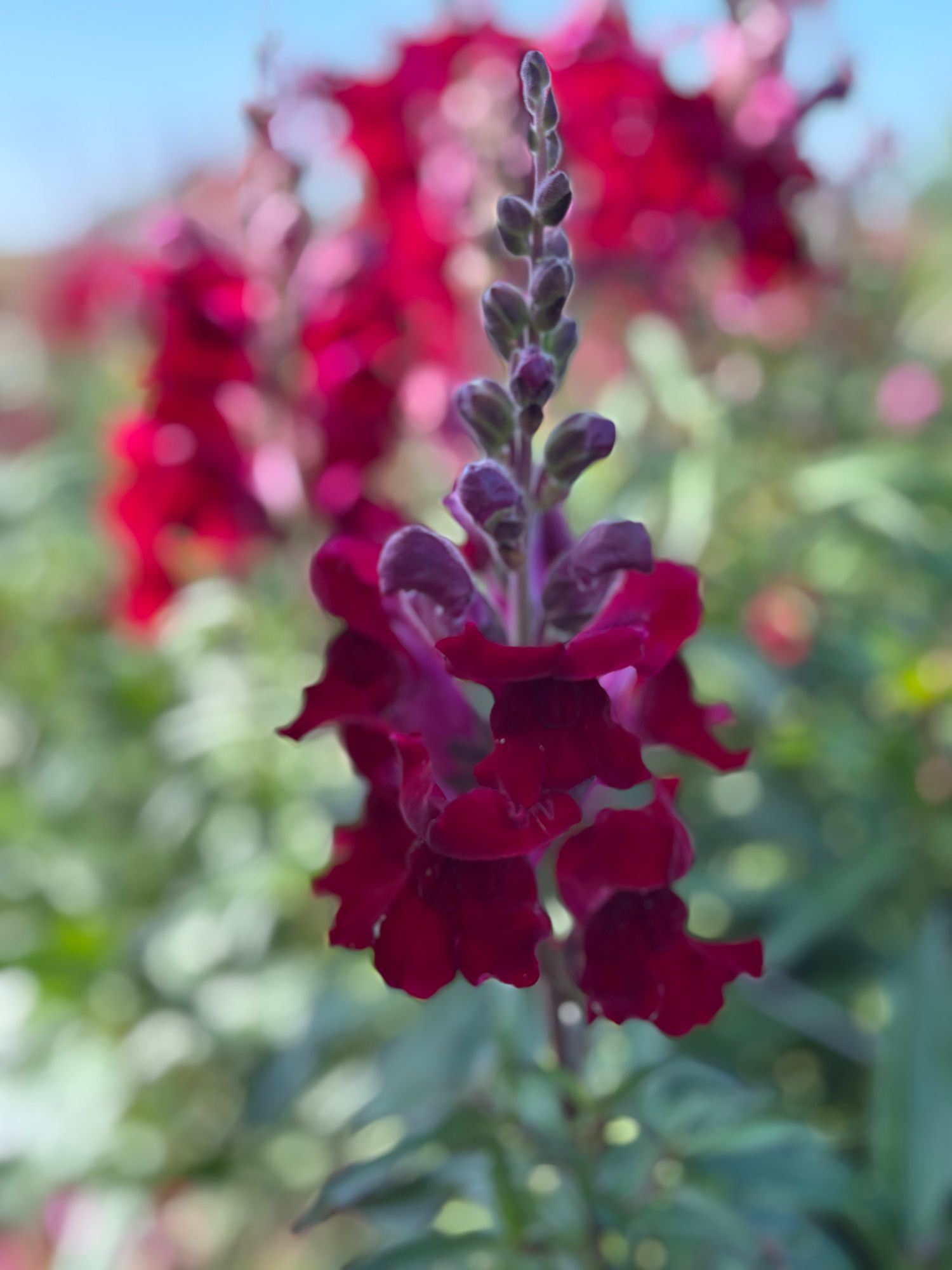 ANTIRRHINUM majus