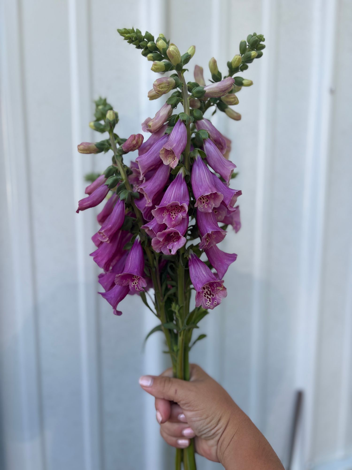 DIGITALIS purpurea Camelot Rose