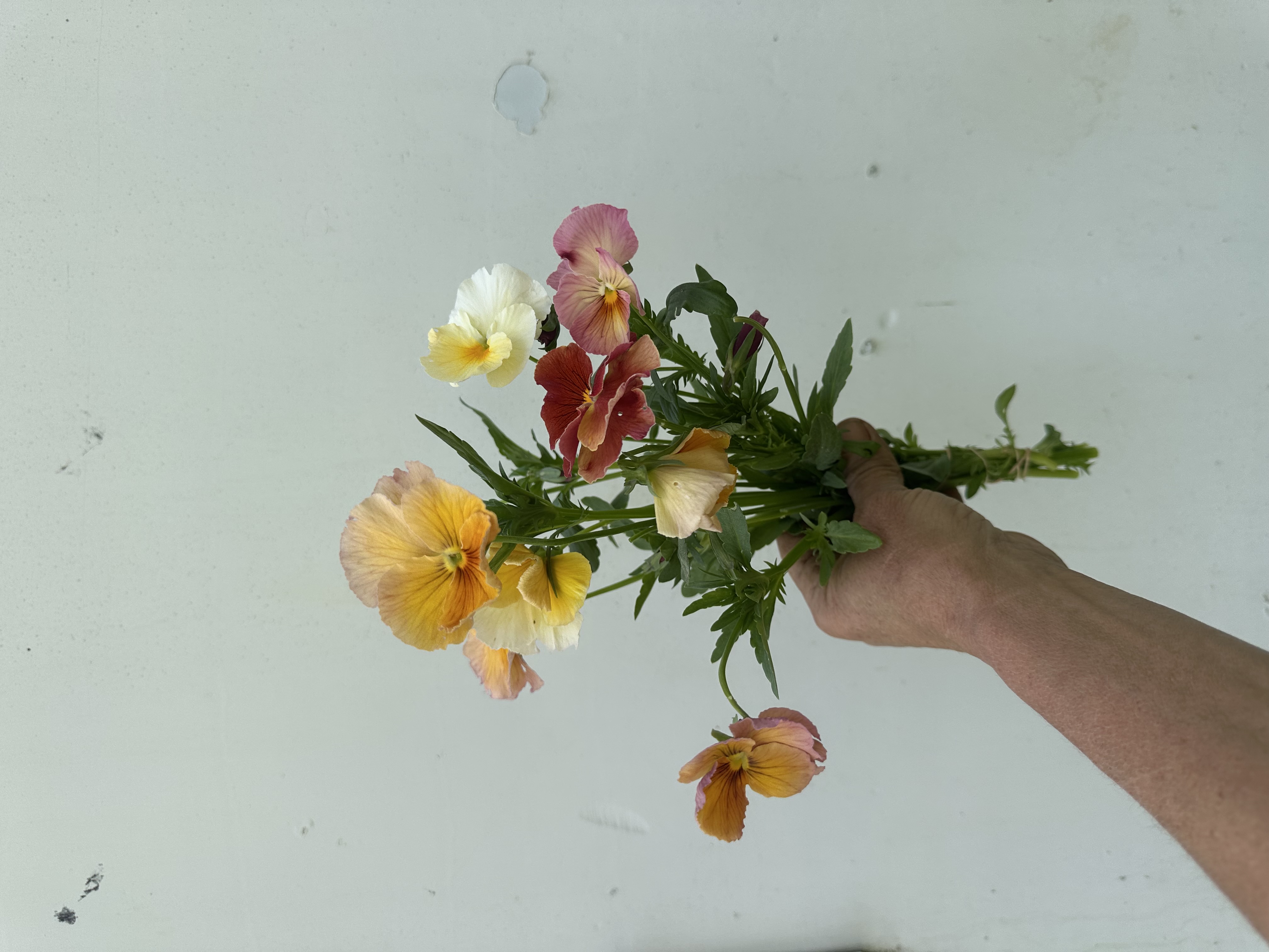 VIOLA x wittrockiana Nature Antique Shades