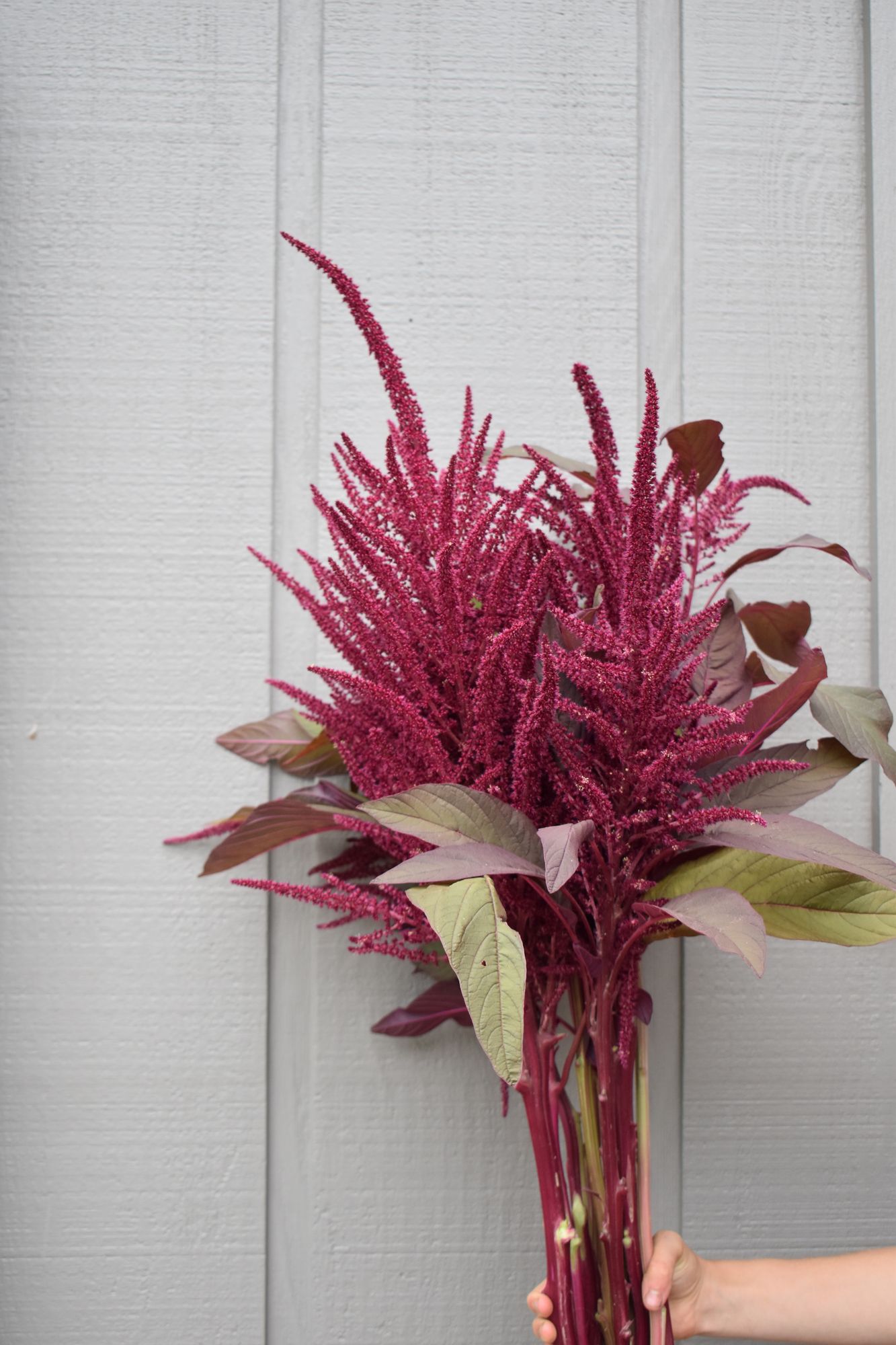 AMARANTHUS cruentus Red Spike