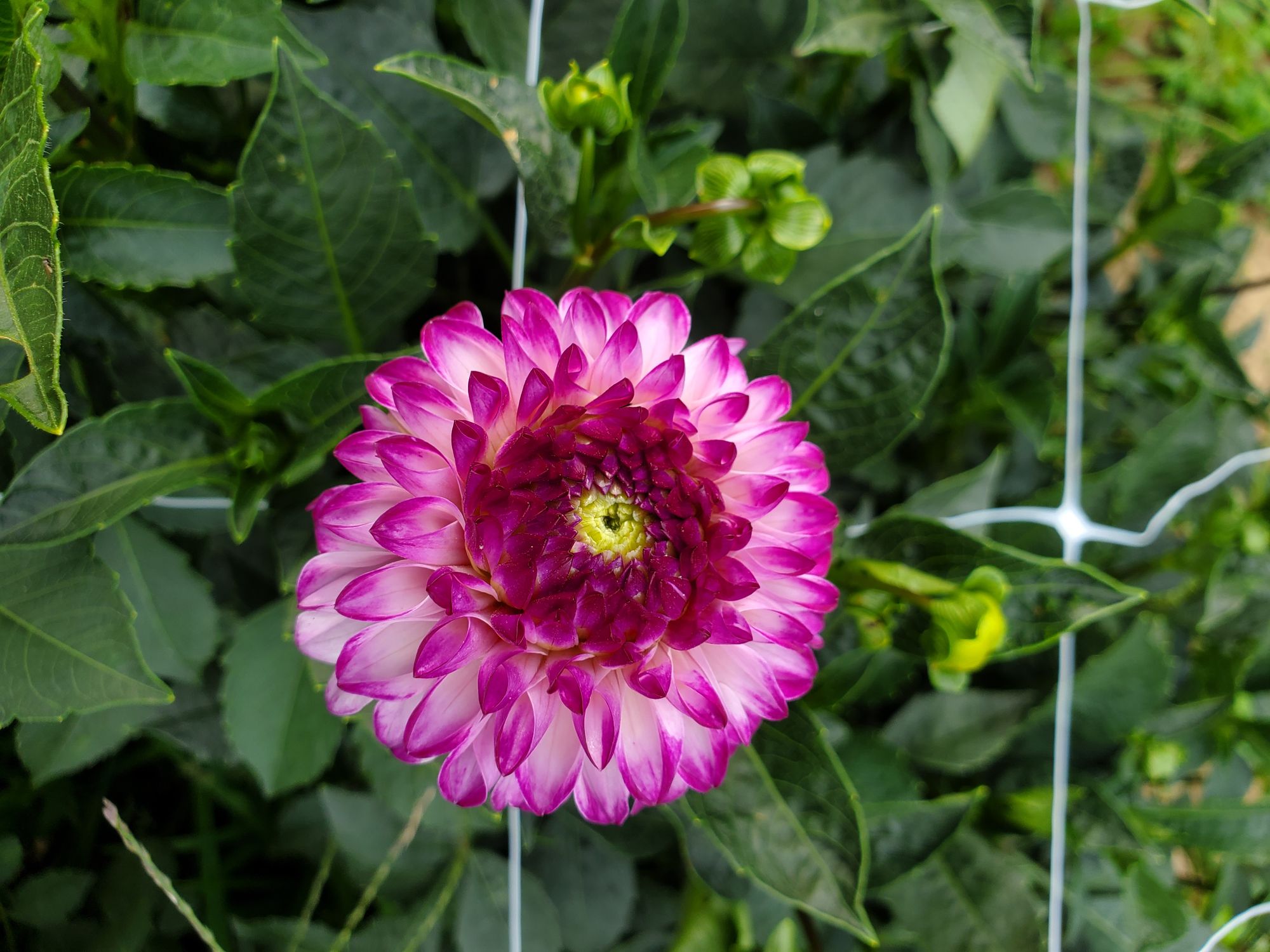 DAHLIA Decorative