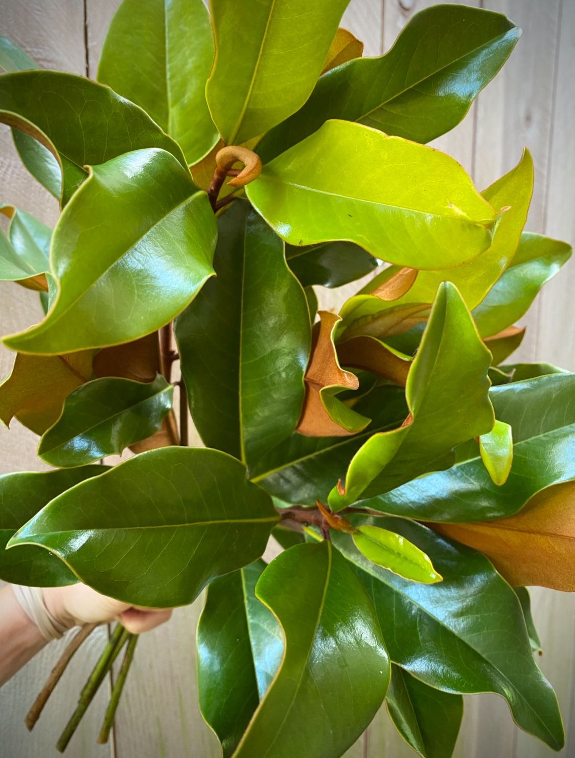 MAGNOLIA grandiflora