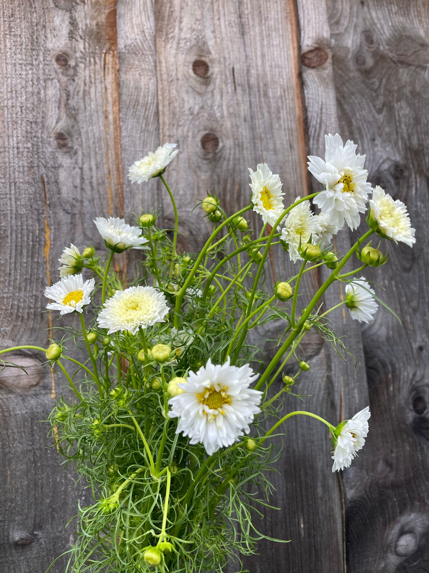 COSMOS bipinnatus Double Click Snow Puff