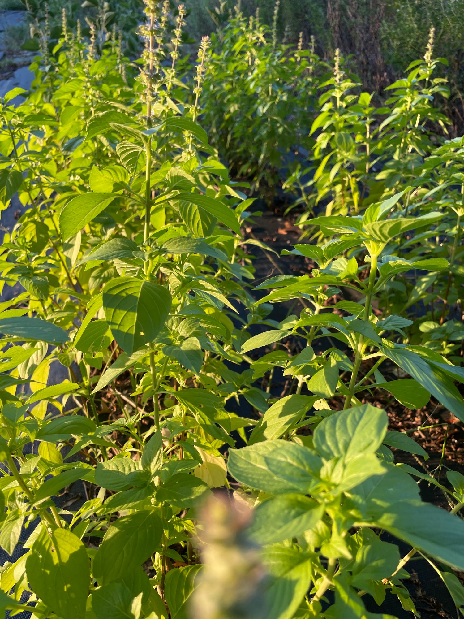 OCIMUM americanum Lemonette