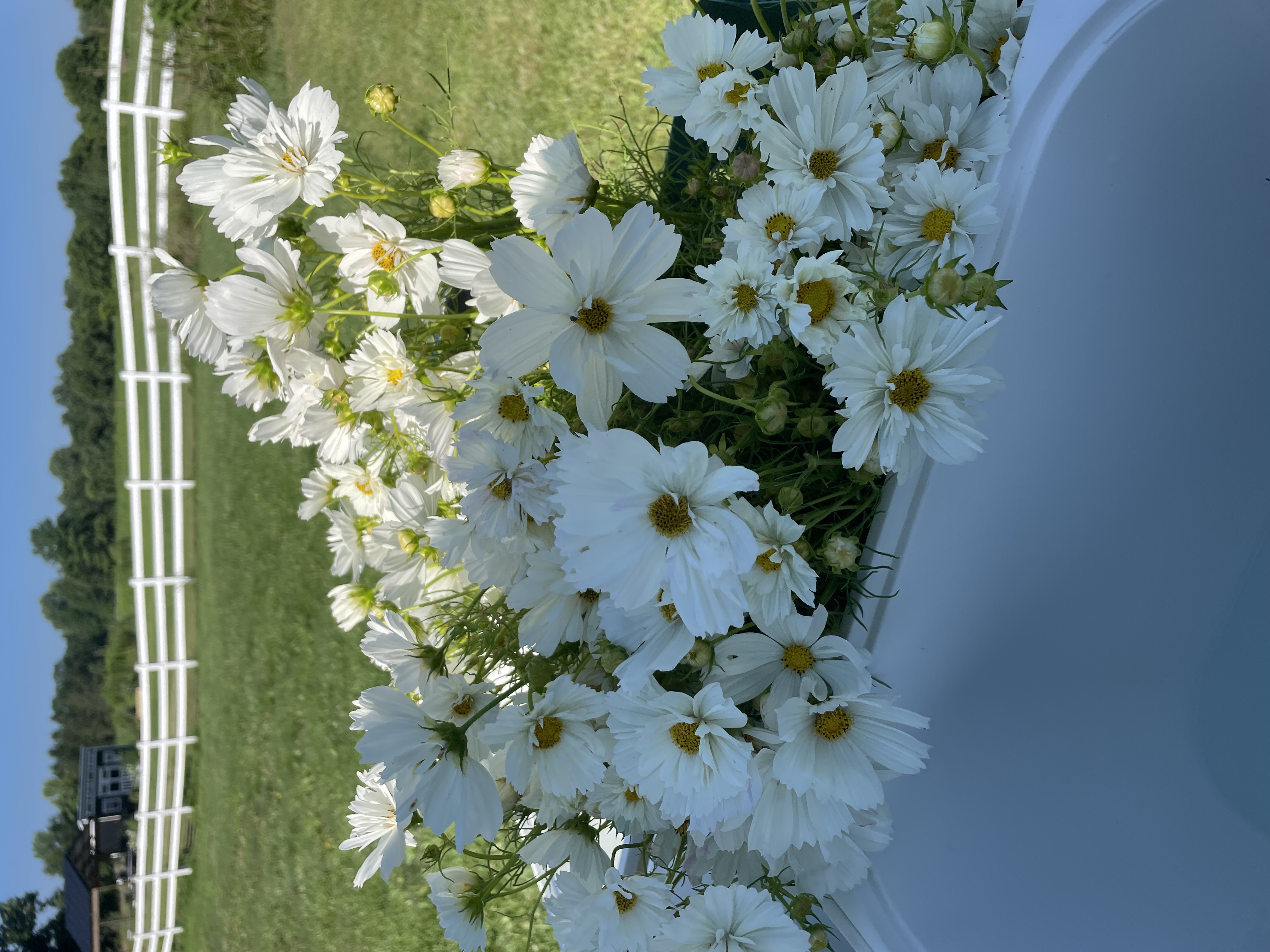 COSMOS bipinnatus Fizzy White