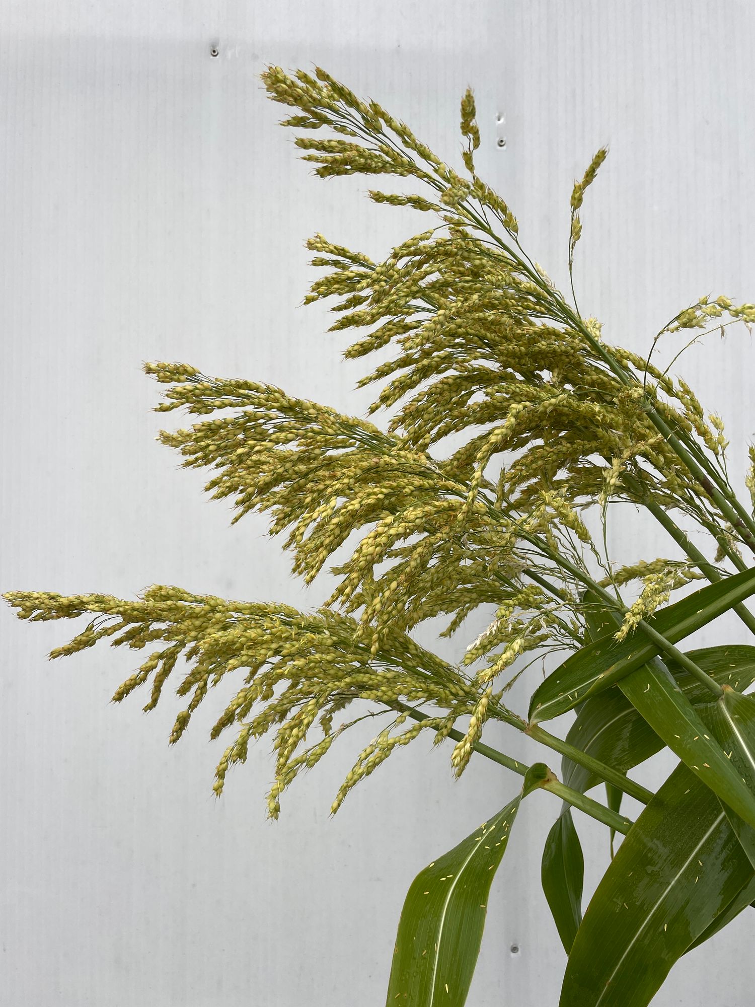 SORGHUM bicolor