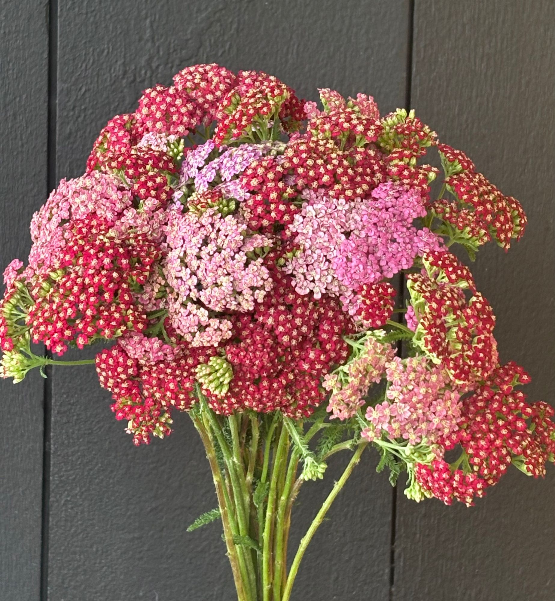 ACHILLEA millefolium Flowerburst Red Shades