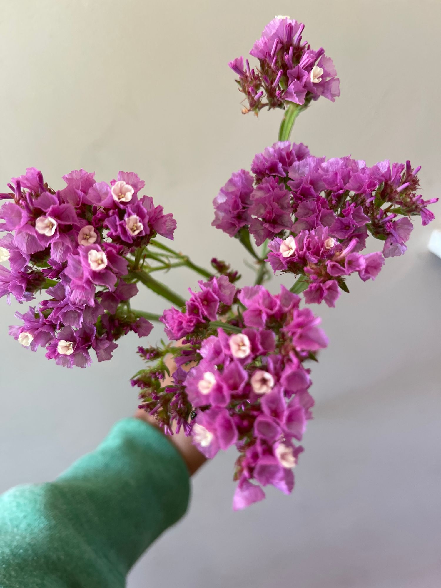 LIMONIUM sinuatum QIS Rose