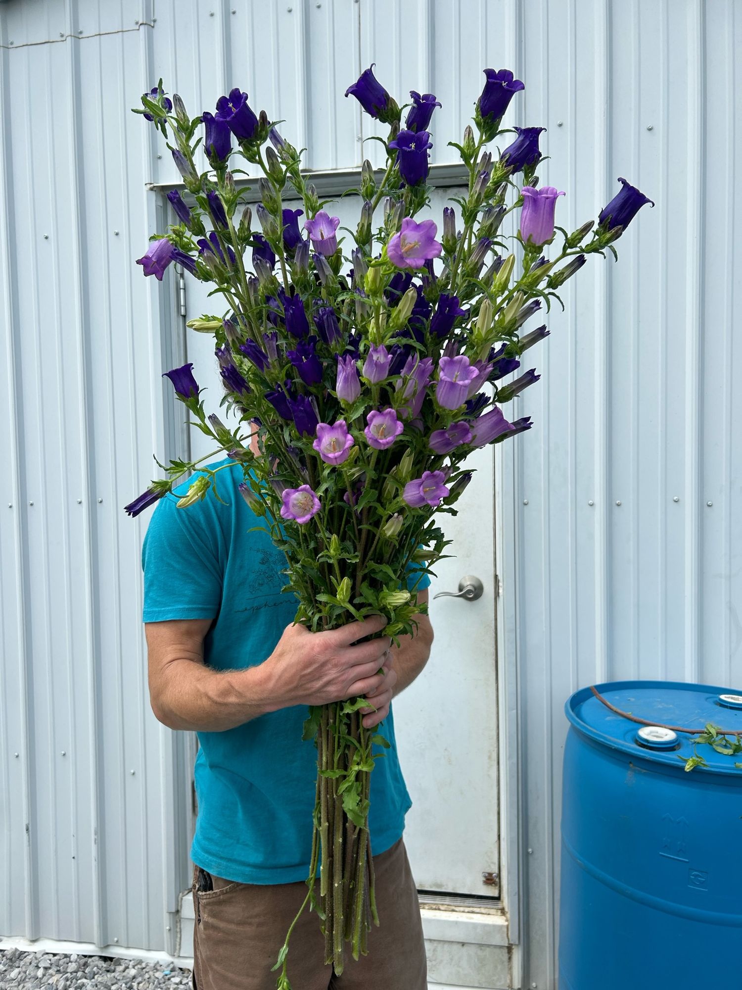 CAMPANULA medium Champion