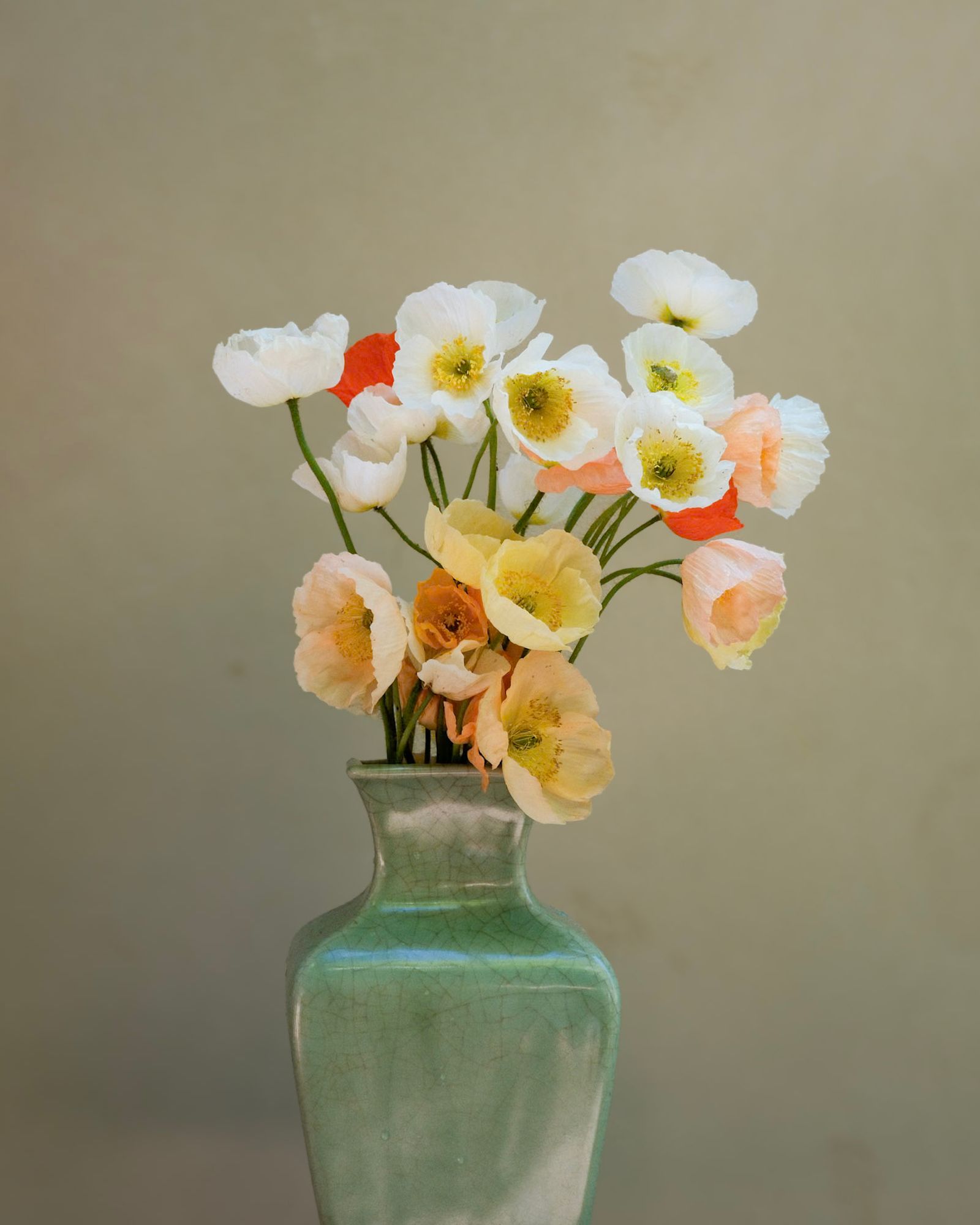 PAPAVER nudicaule Champagne Bubbles