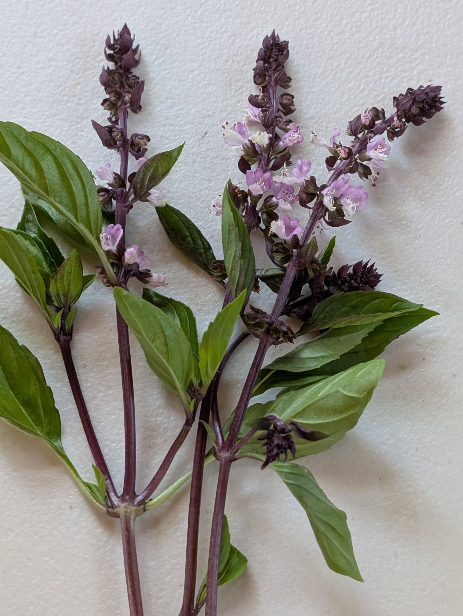 OCIMUM basilicum Cinamonette