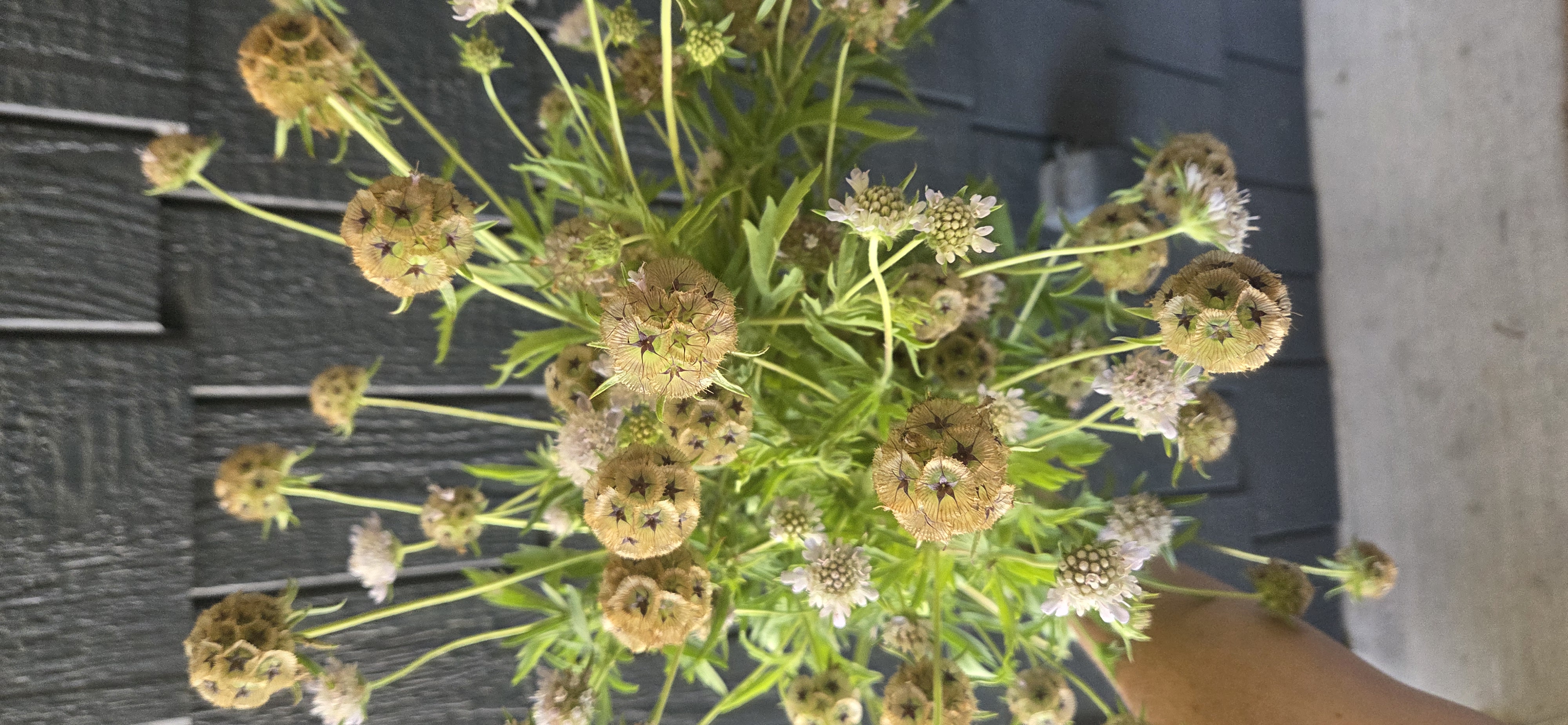 SCABIOSA stellata
