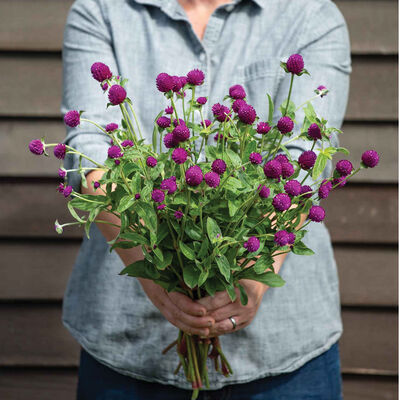 GOMPHRENA globosa QIS Purple