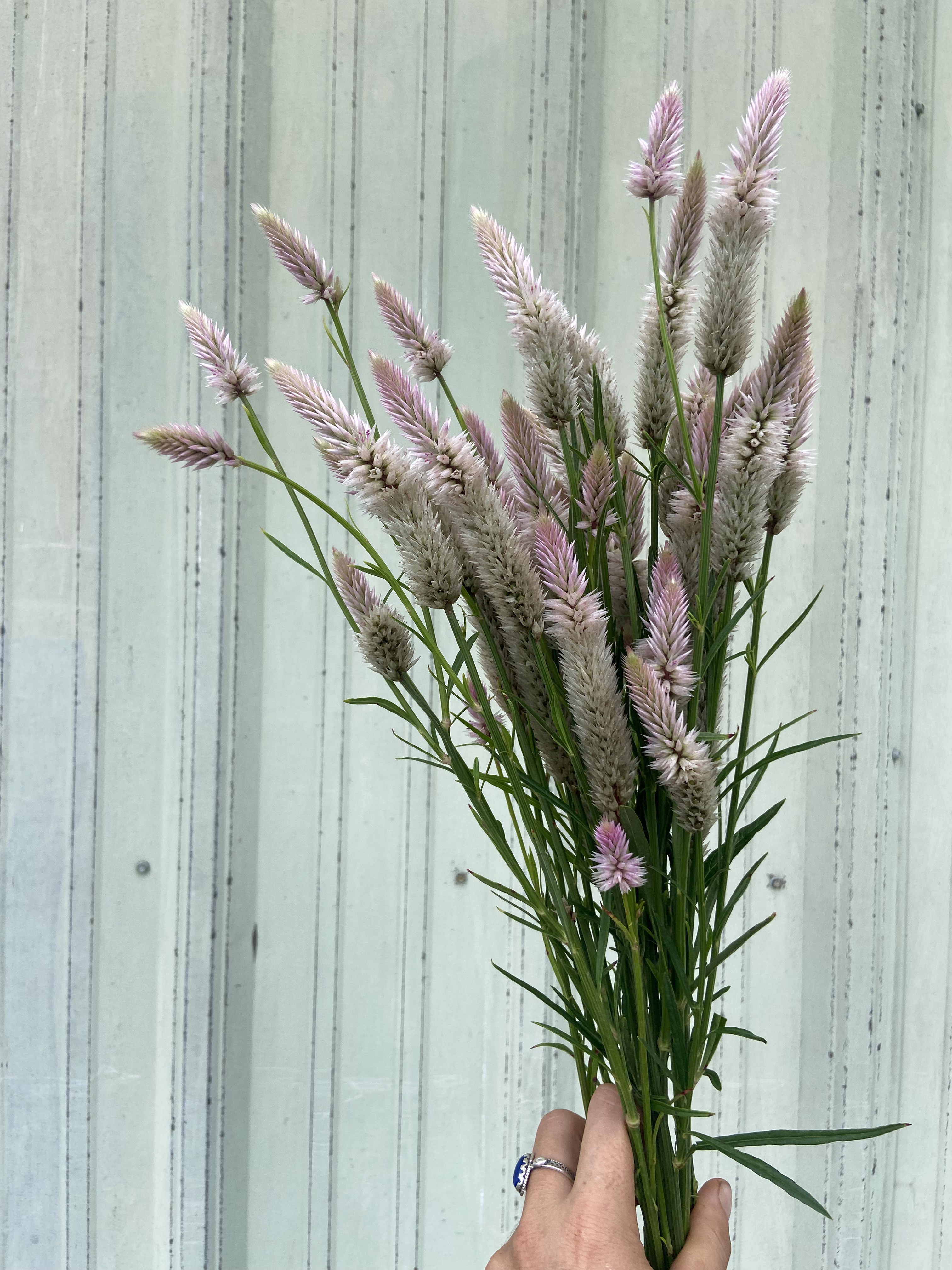 CELOSIA argentea spicata Flamingo Feather