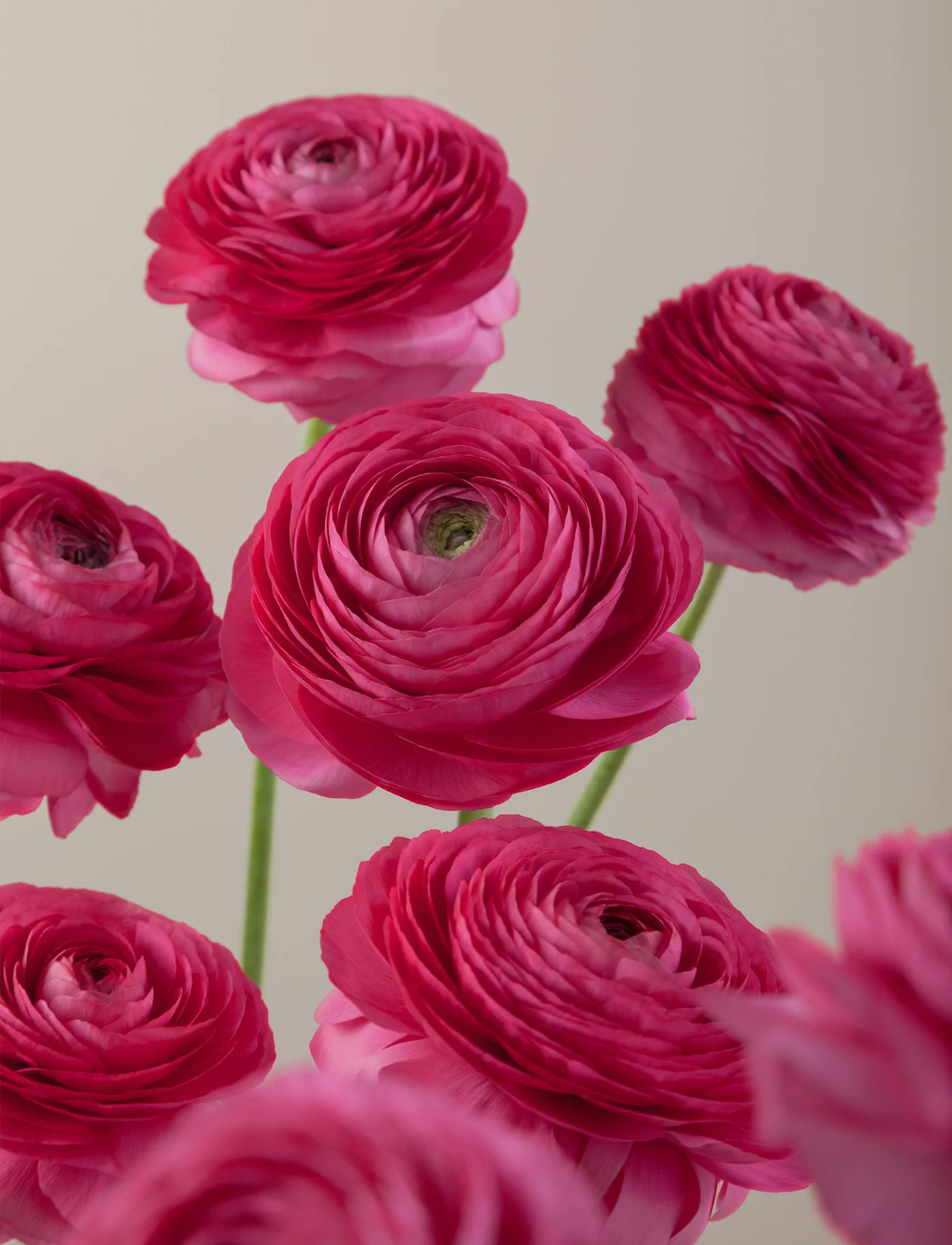 RANUNCULUS Elegance Rosa