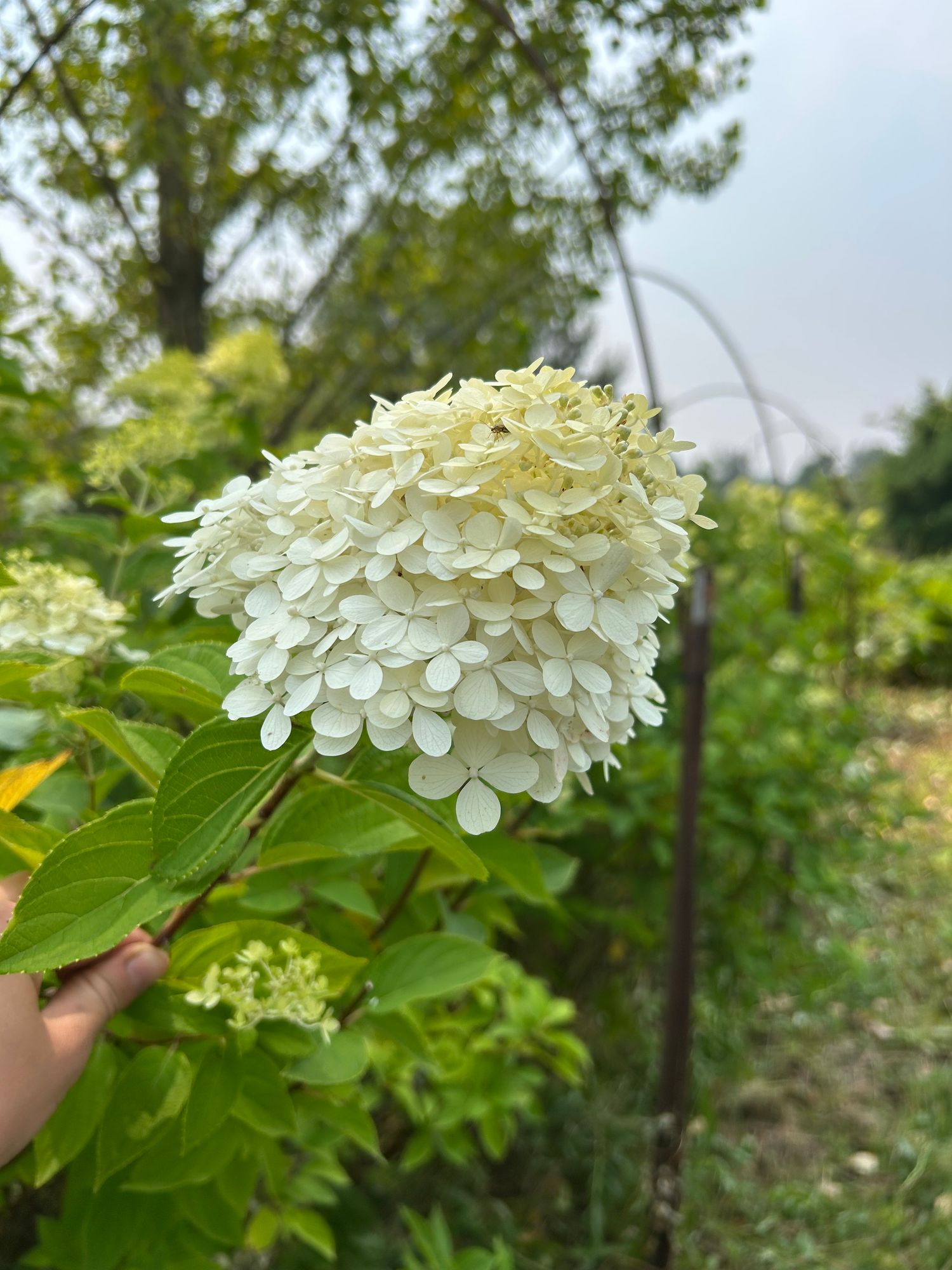 HYDRANGEA paniculata Limelight