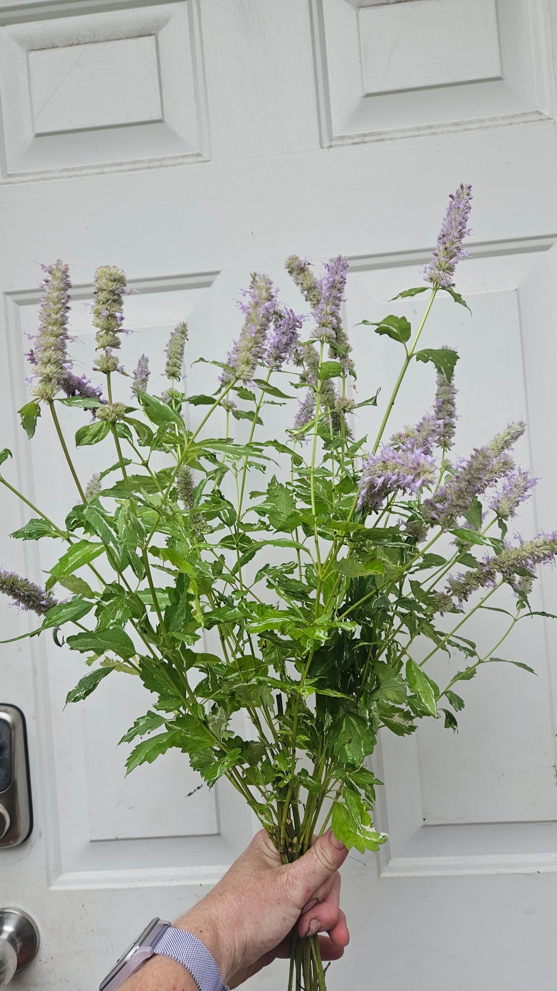 AGASTACHE foeniculum