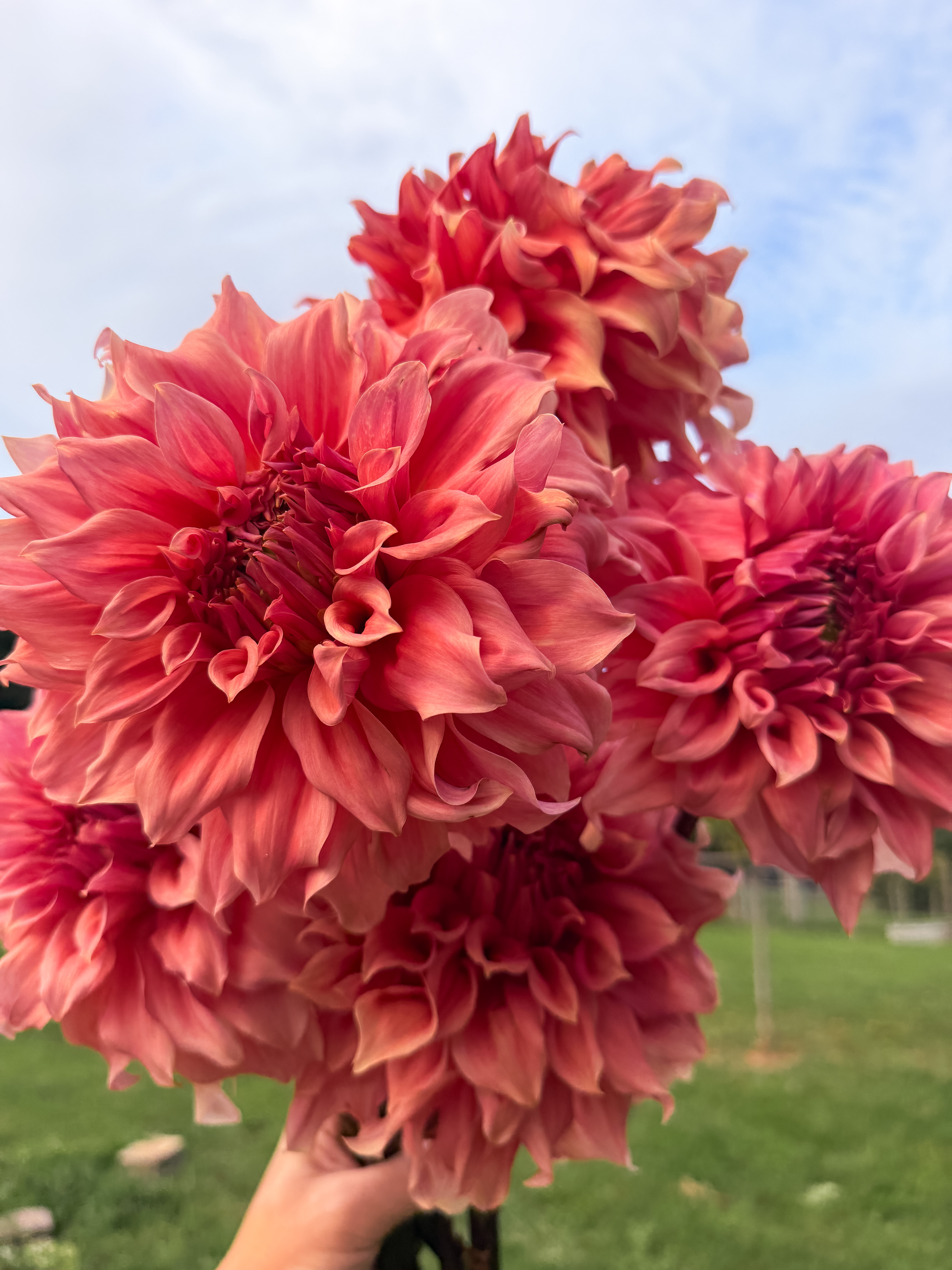 DAHLIA Sierra Glow