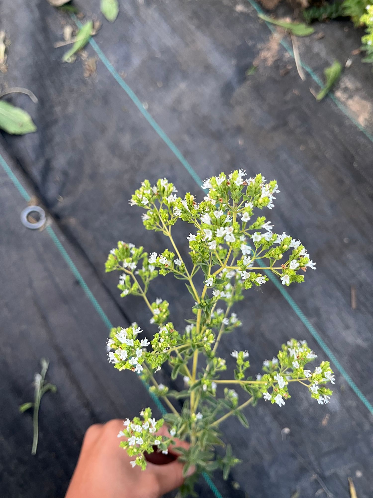 ORIGANUM vulgare ssp. hirtum
