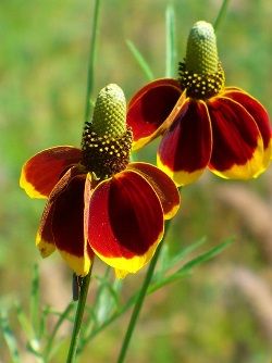 RATIBIDA columnifera