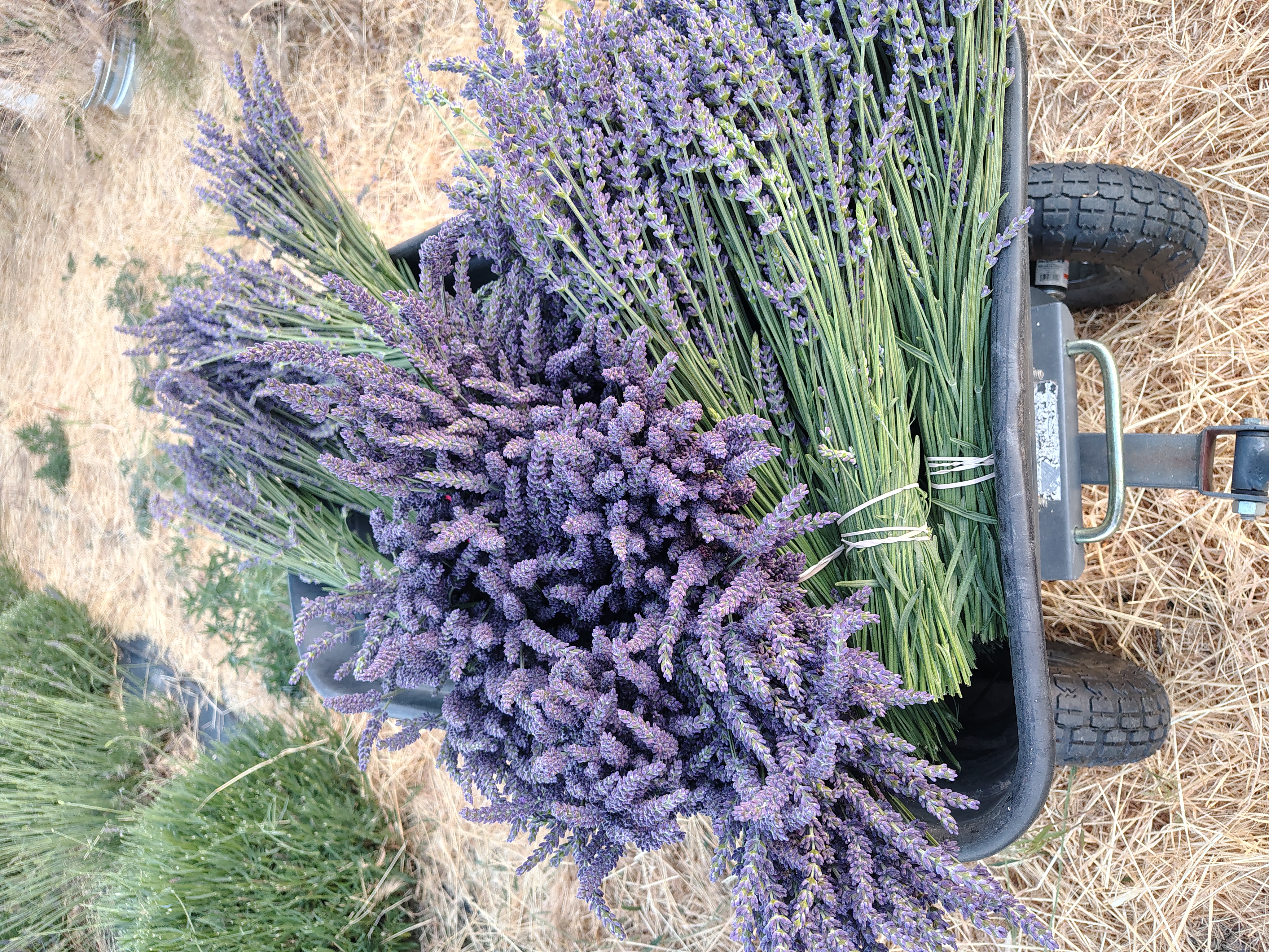 Lavender