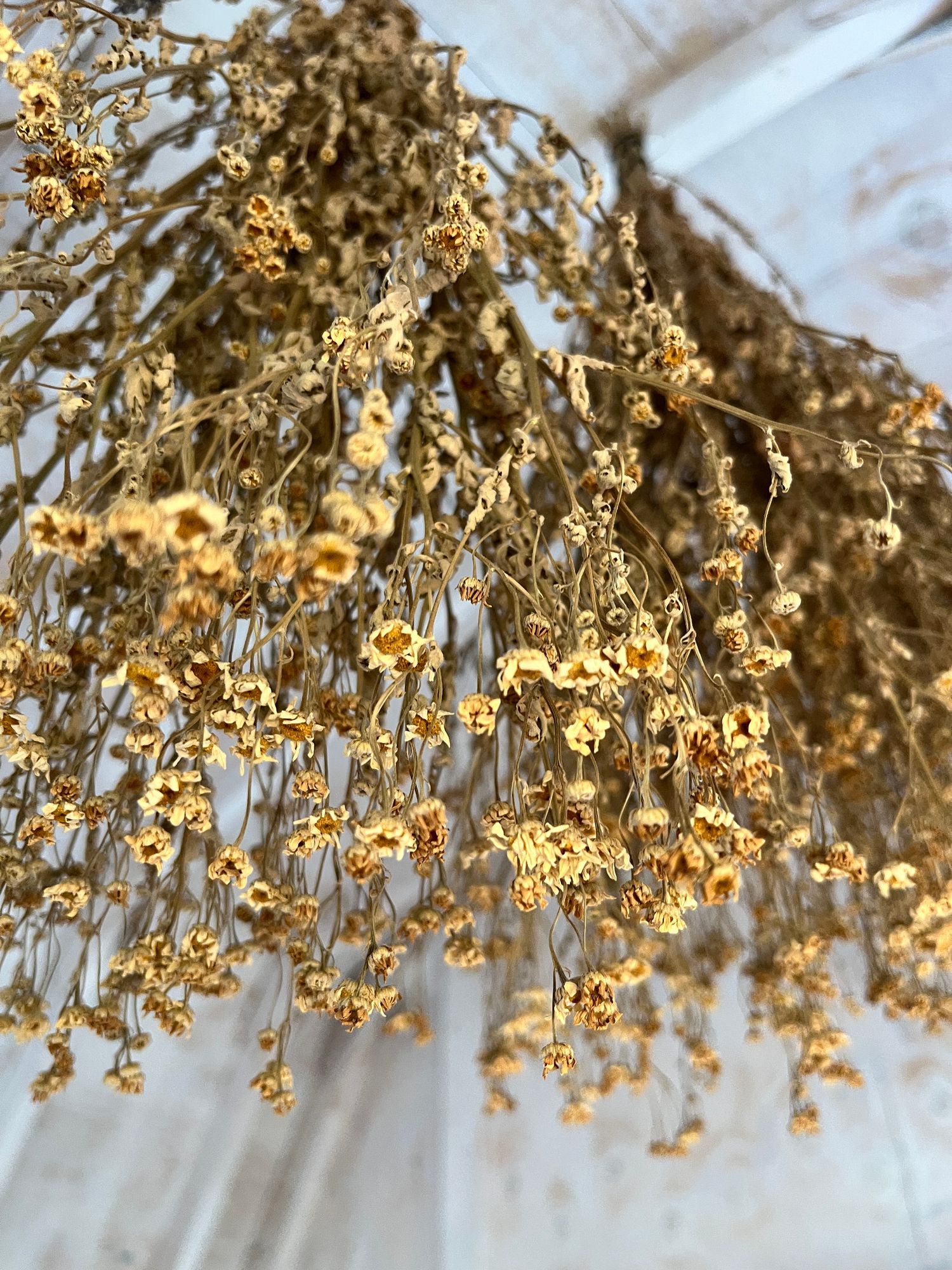 TANACETUM parthenium Tetra