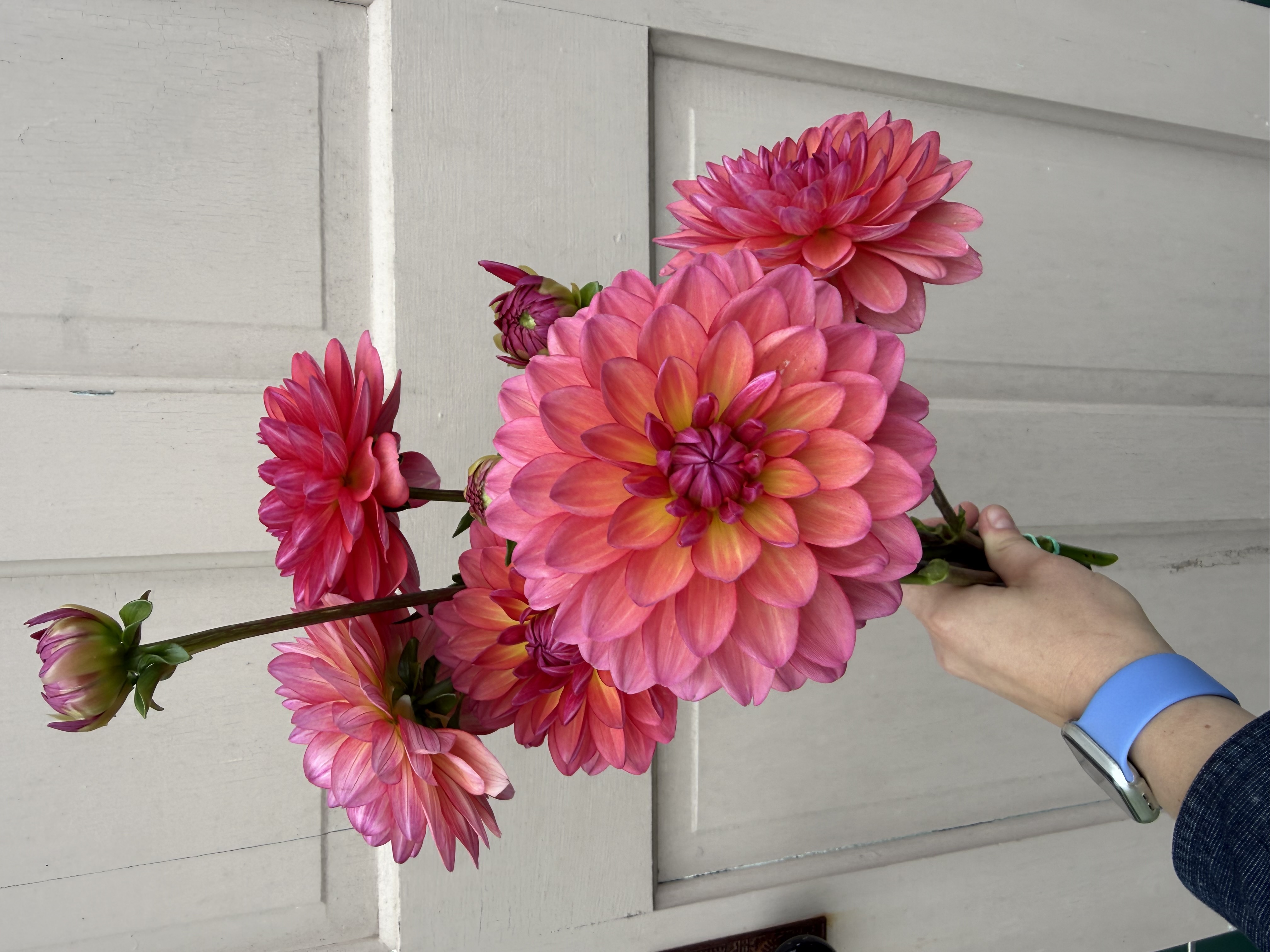 DAHLIA Karma Caroline