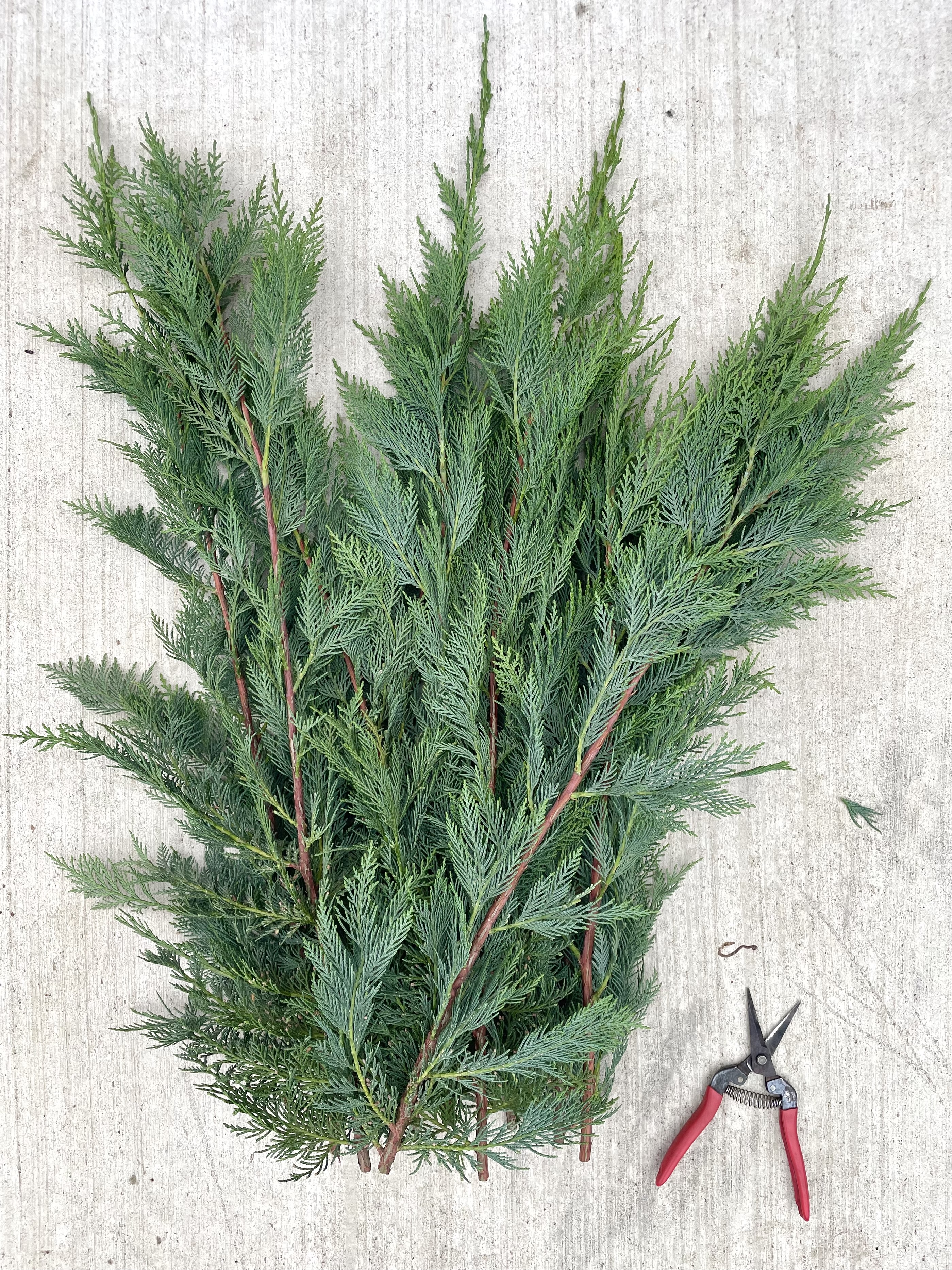 CUPROCYPARIS × leylandii