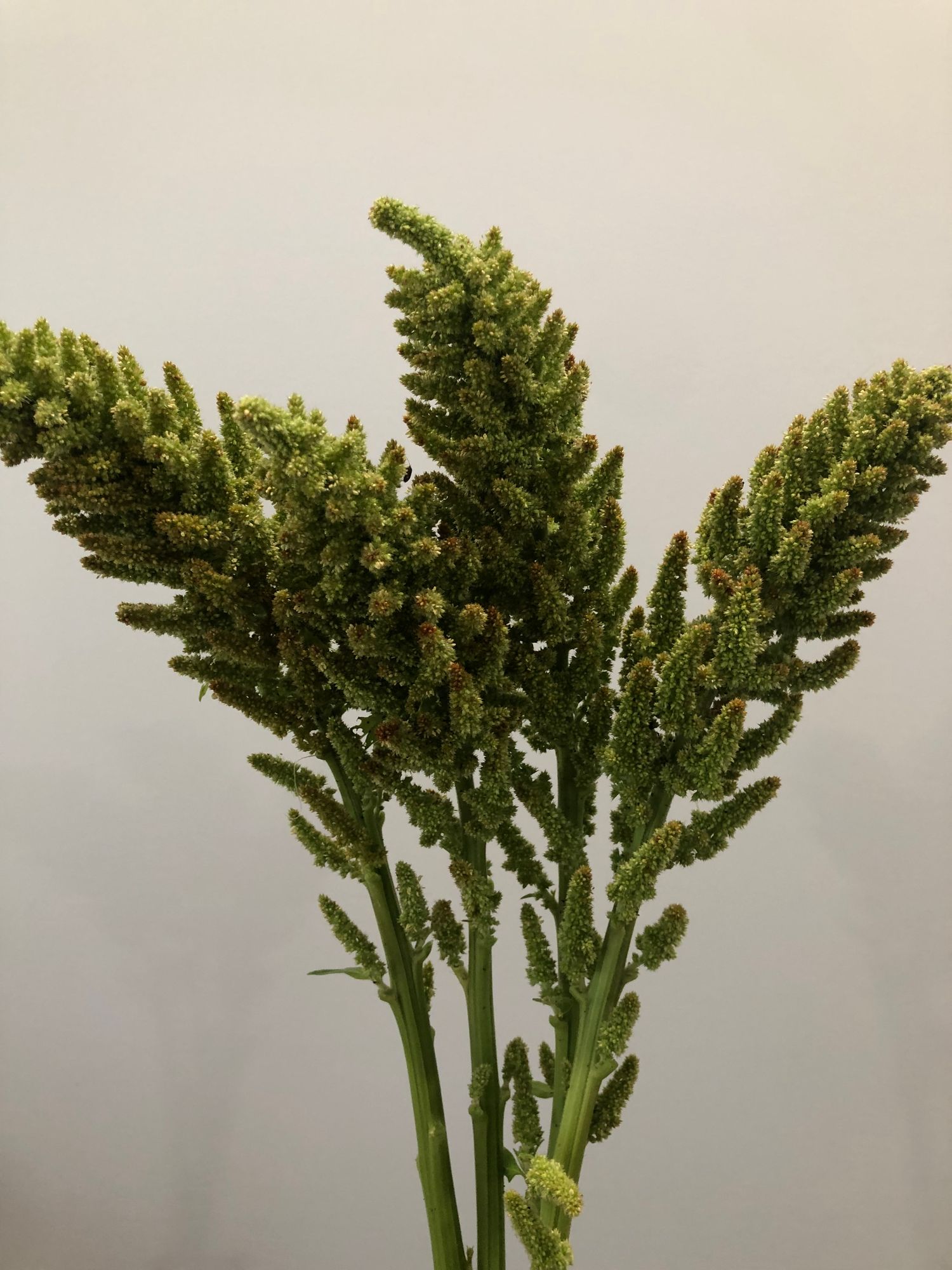 AMARANTHUS cruentus Autumn Touch