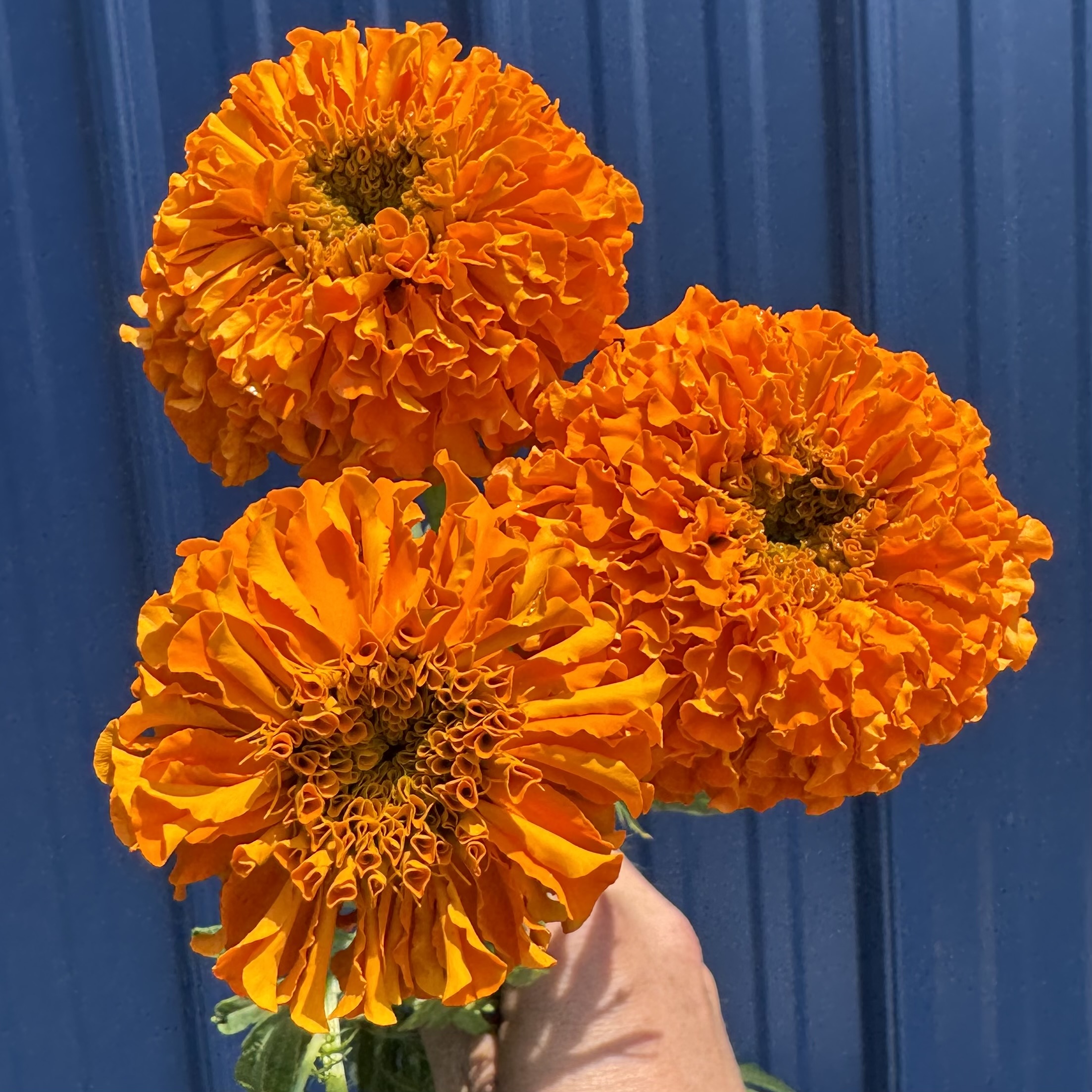 TAGETES erecta Giant Orange