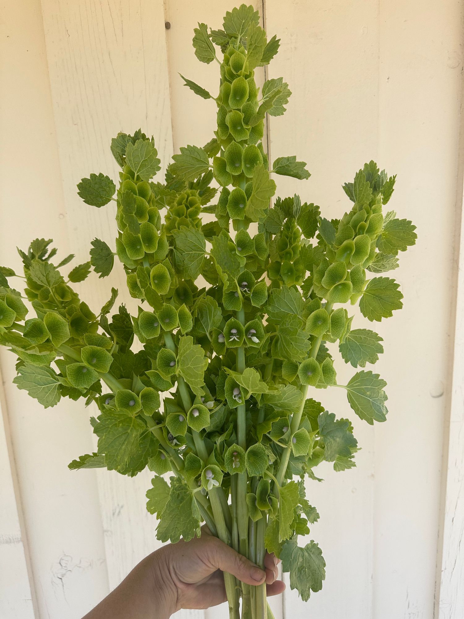 MOLUCCELLA laevis