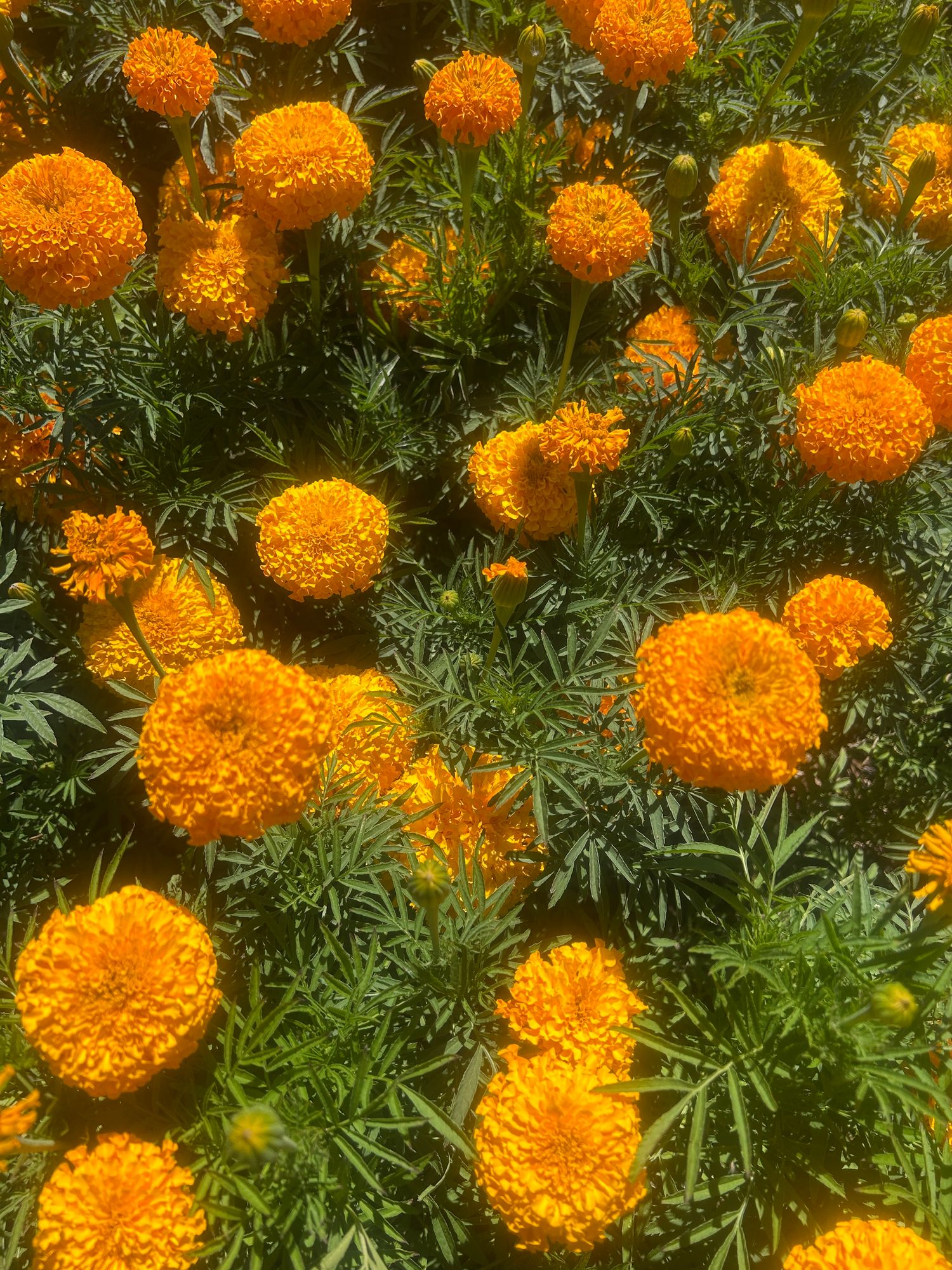 TAGETES erecta Xochi Orange