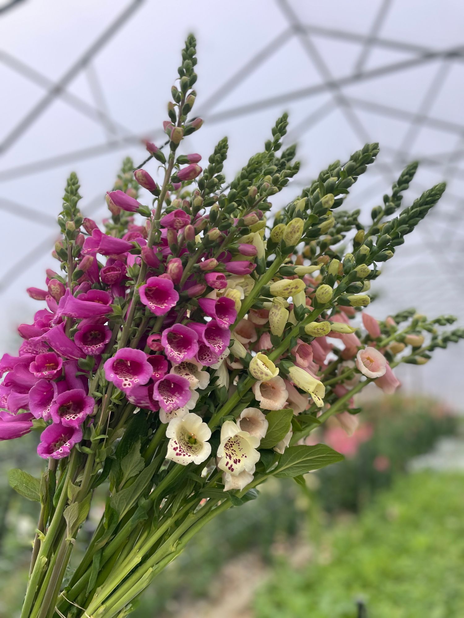 DIGITALIS ambigua