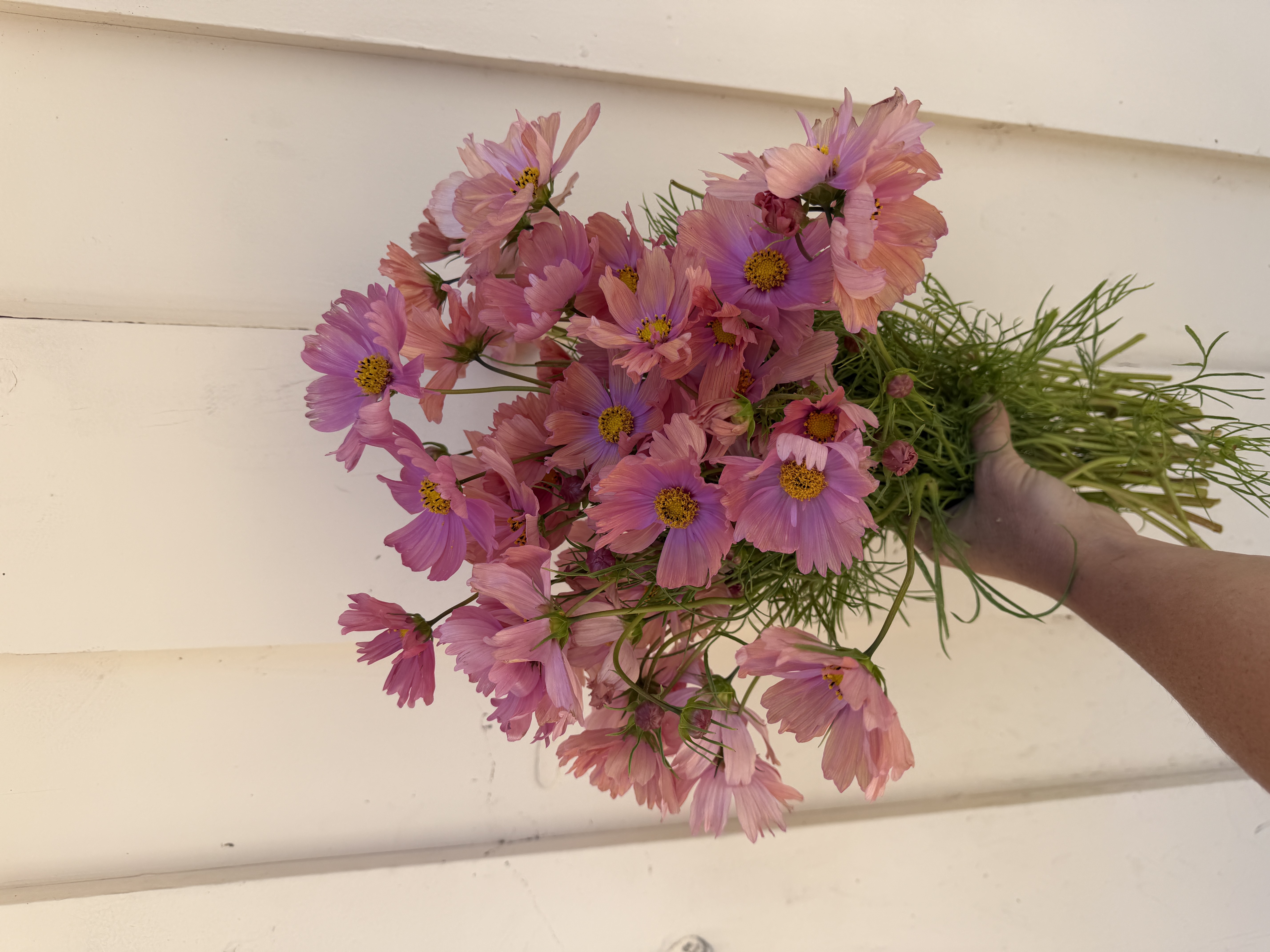 COSMOS bipinnatus Apricotta