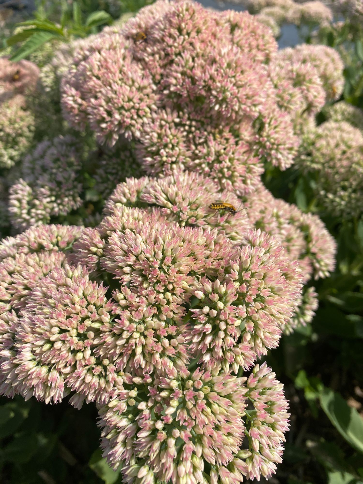 HYLOTELEPHIUM spectabile Autumn Joy