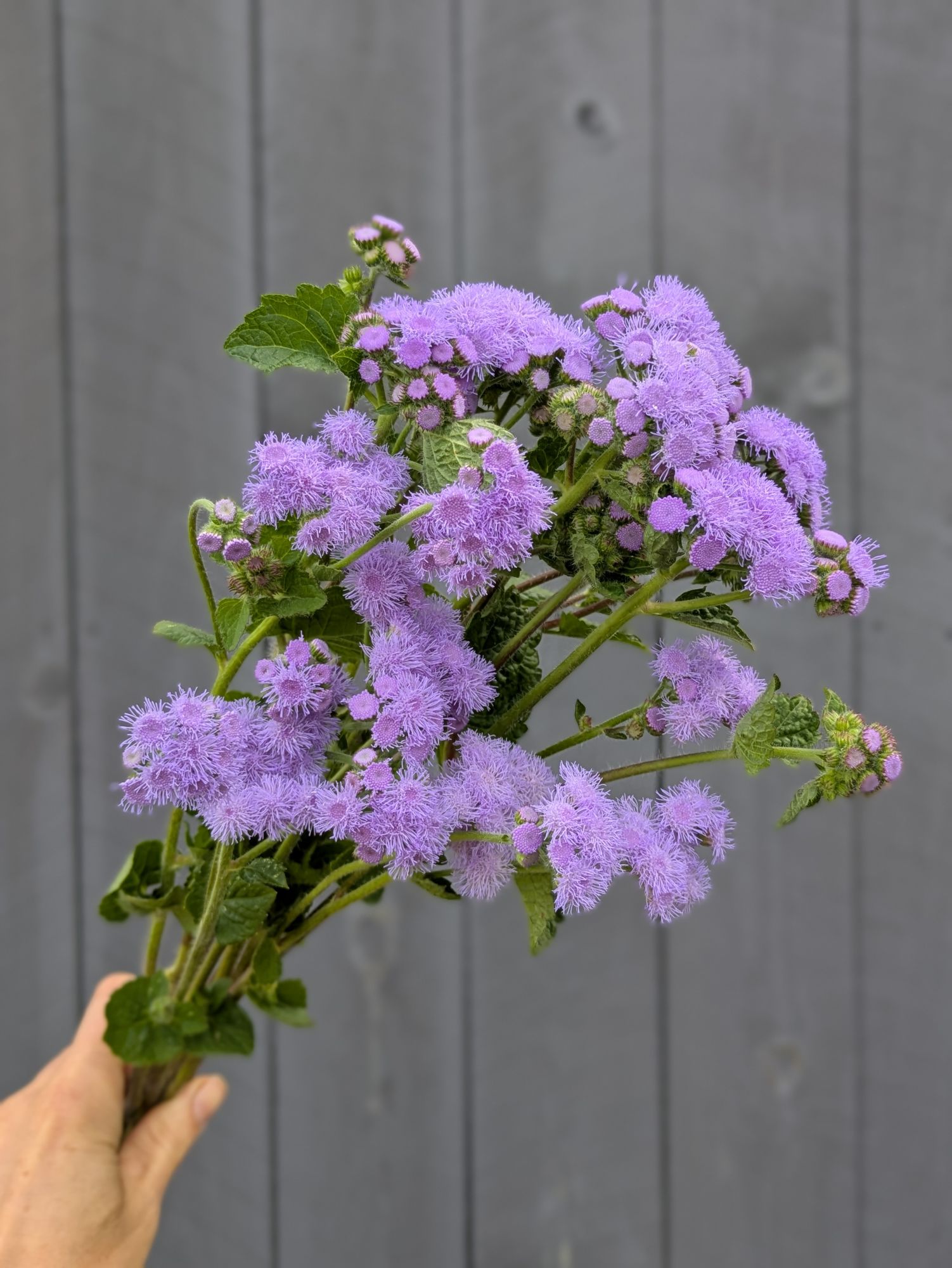 AGERATUM houstonianum Blue Horizon