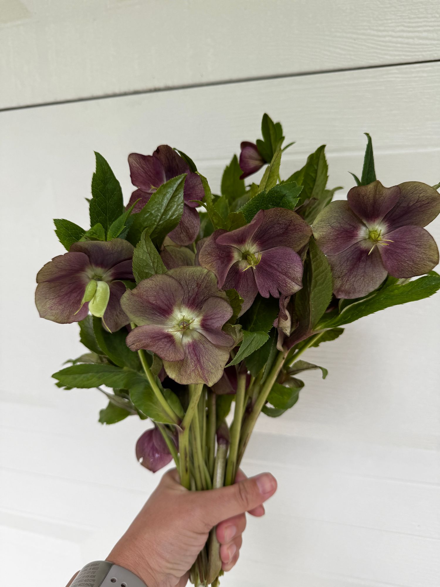 HELLEBORUS x hybridus