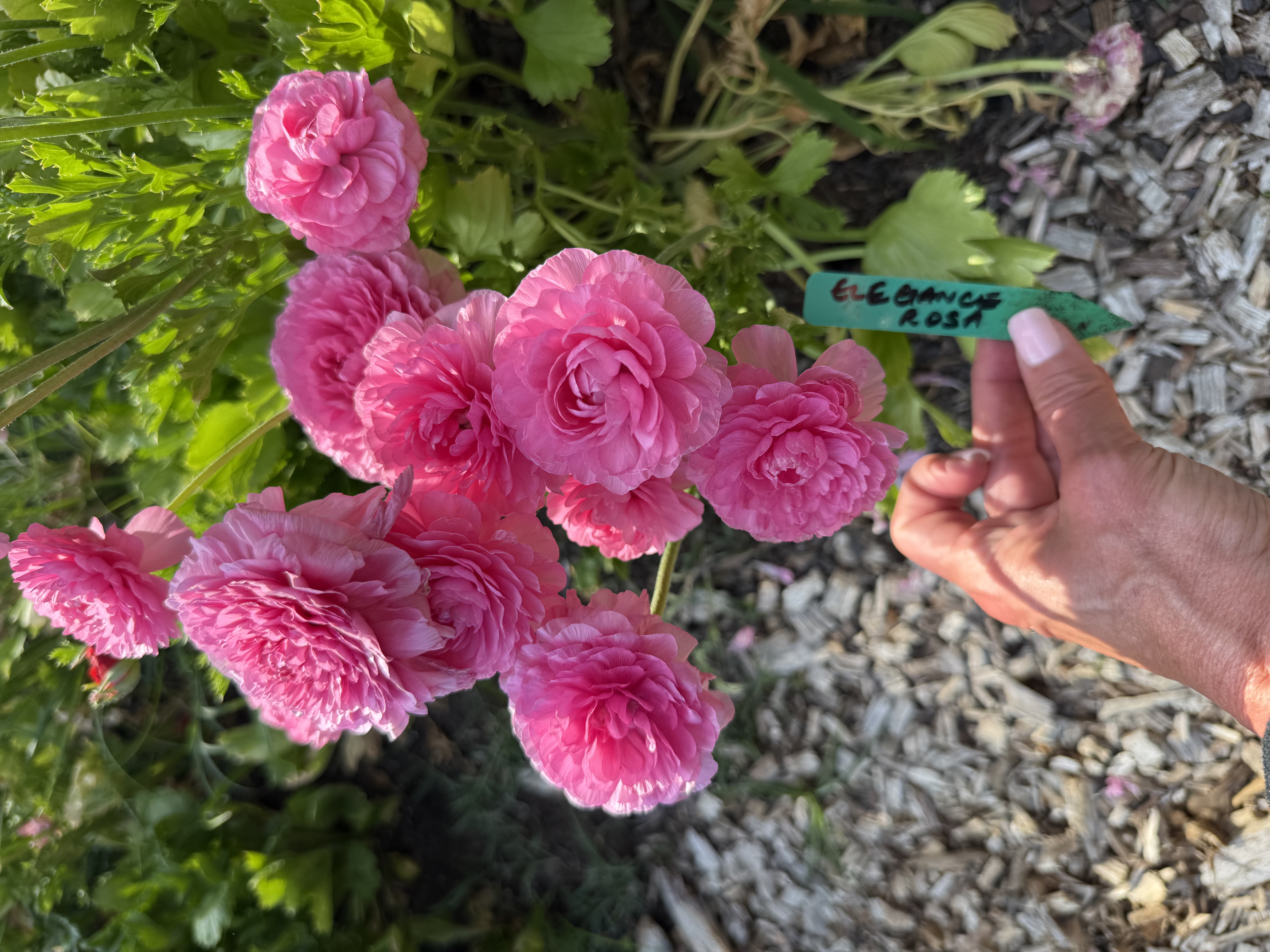 RANUNCULUS