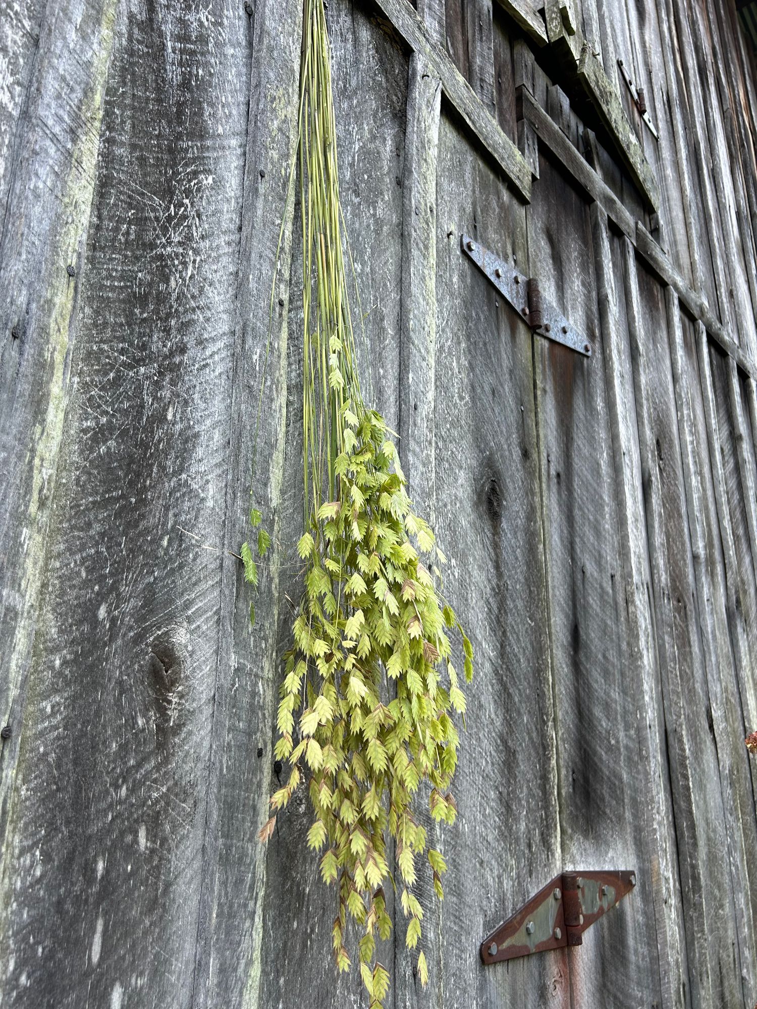 CHASMANTHIUM latifolium