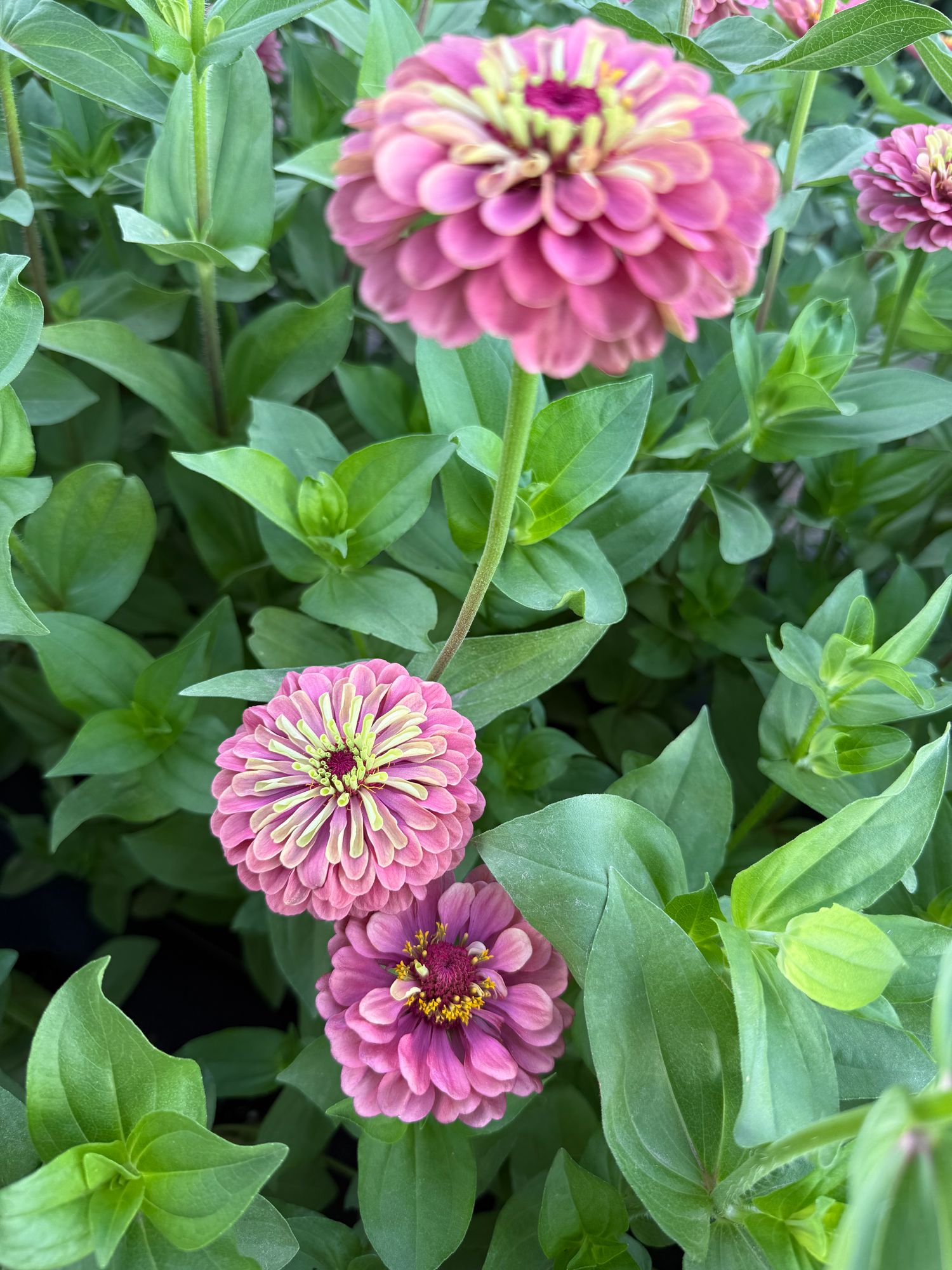 ZINNIA elegans Queeny Lime Red