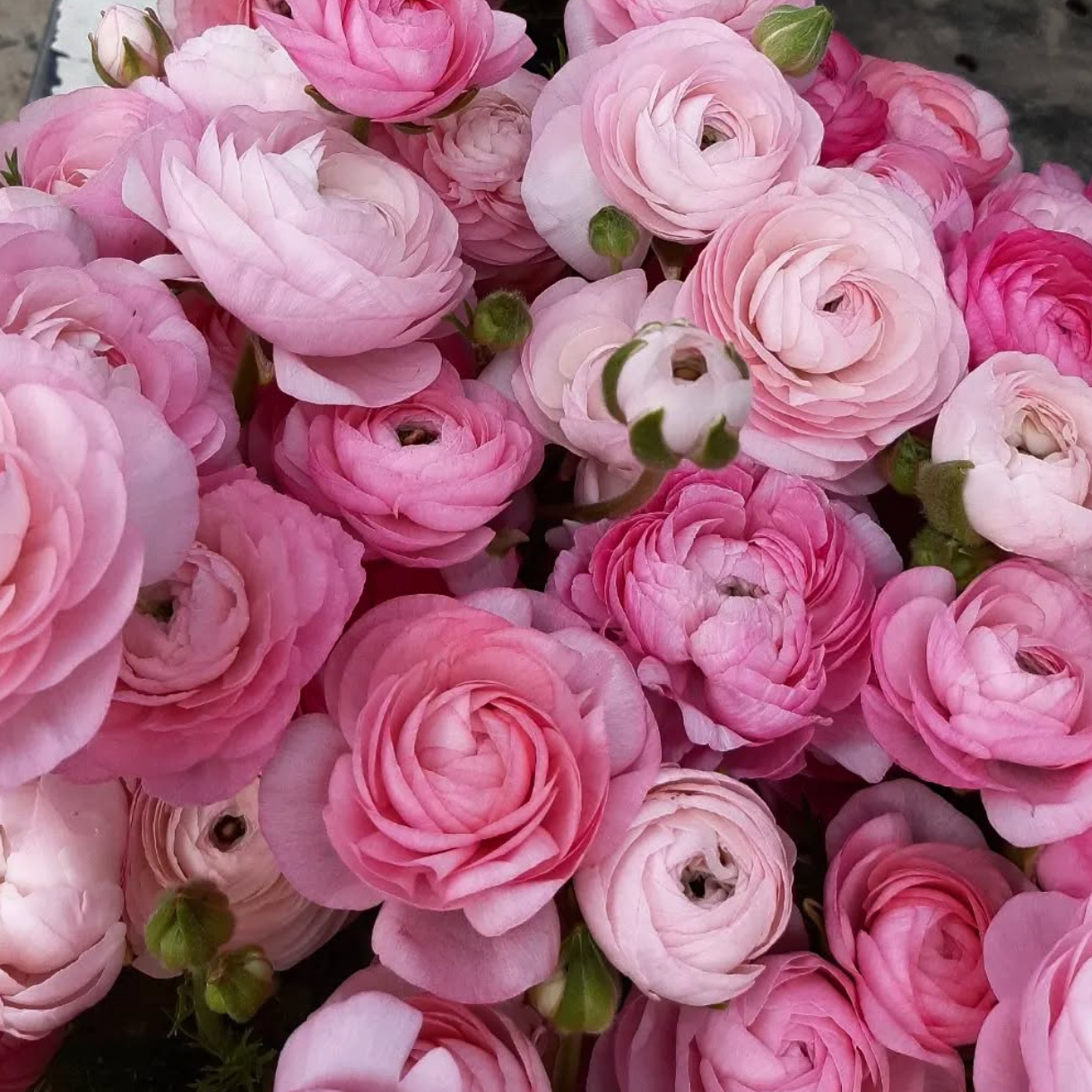 RANUNCULUS Elegance Rosa Chiaro